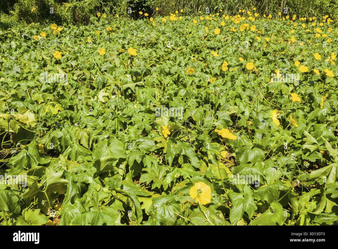 Fattoria di loofah con fiori gialli e foglie verdi di giorno, é­šæ± é„‰, å °æ¹¾ Foto Stock