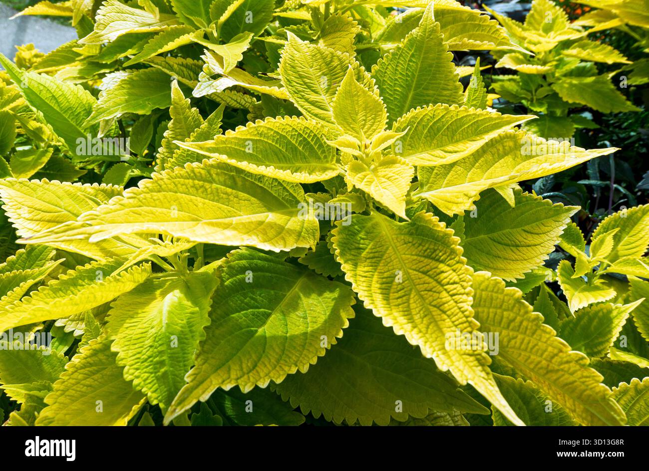 Foglie di una pianta di Coleus, Coleus scutellarioides Foto Stock