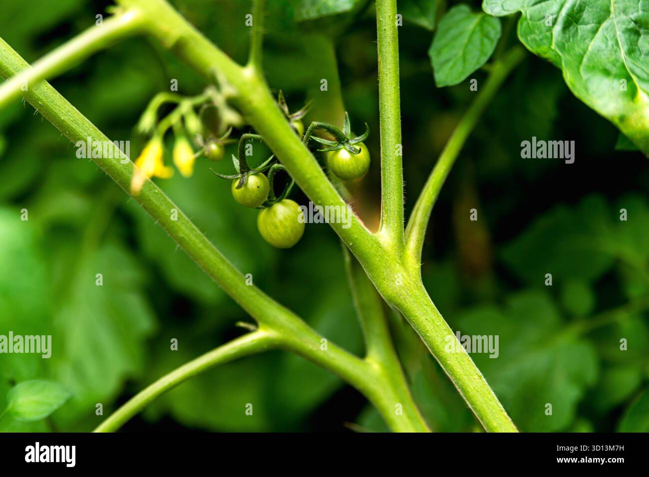 pomodori verdi giovani con un focus selettivo ravvicinato sui rami Foto Stock
