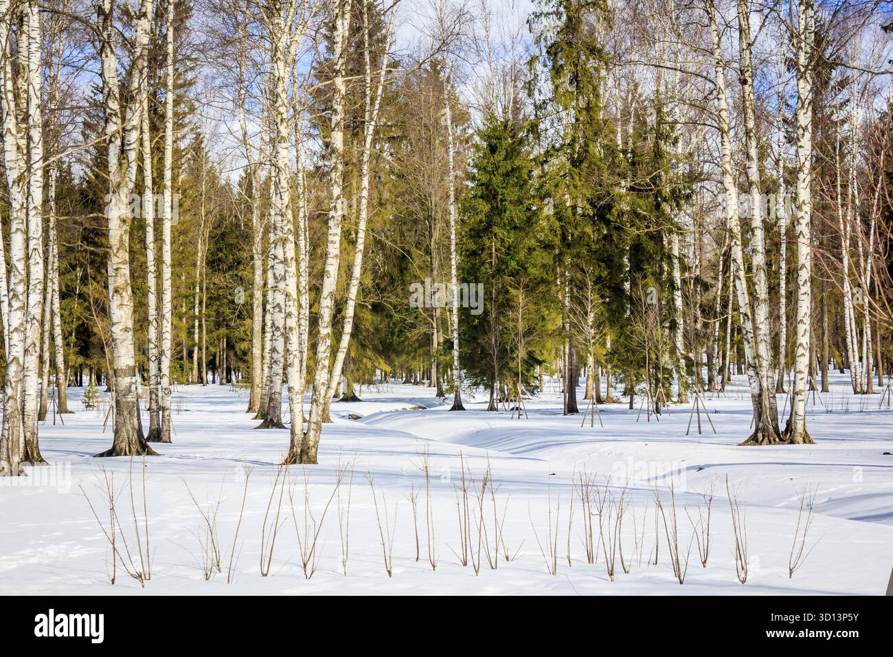 Marzo parco paesaggio. Giornata di sole nel parco di primavera. I primi giorni di primavera nel parco Foto Stock