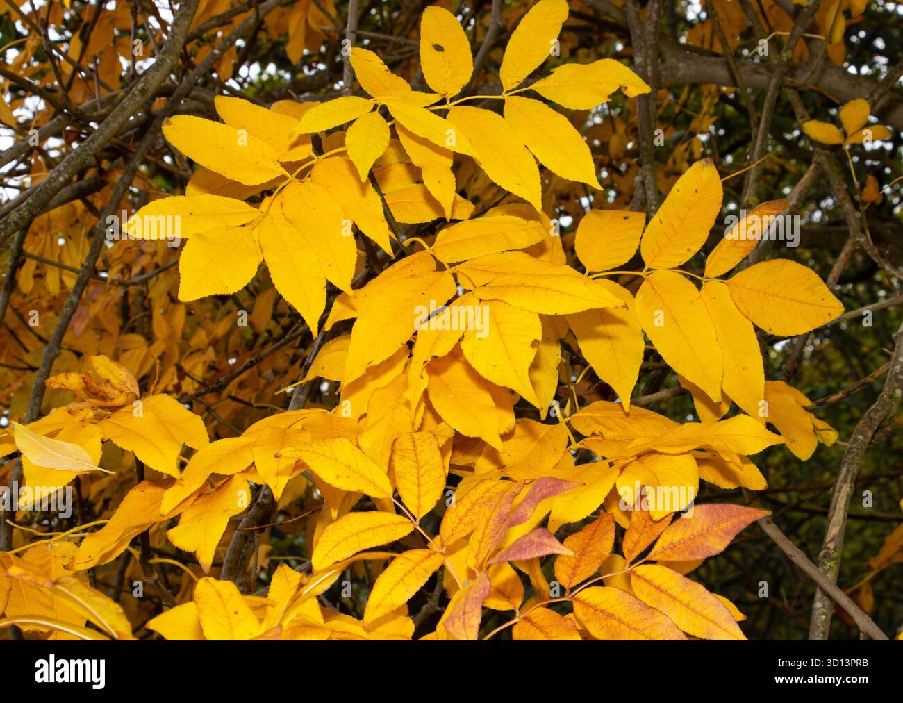 Originaria dell'Europa meridionale e dell'Asia meridionale, il Manna Ash è una pianta popolare nei parchi nei giardini per i suoi fiori primaverili e gli spettacolari colori dorati Foto Stock