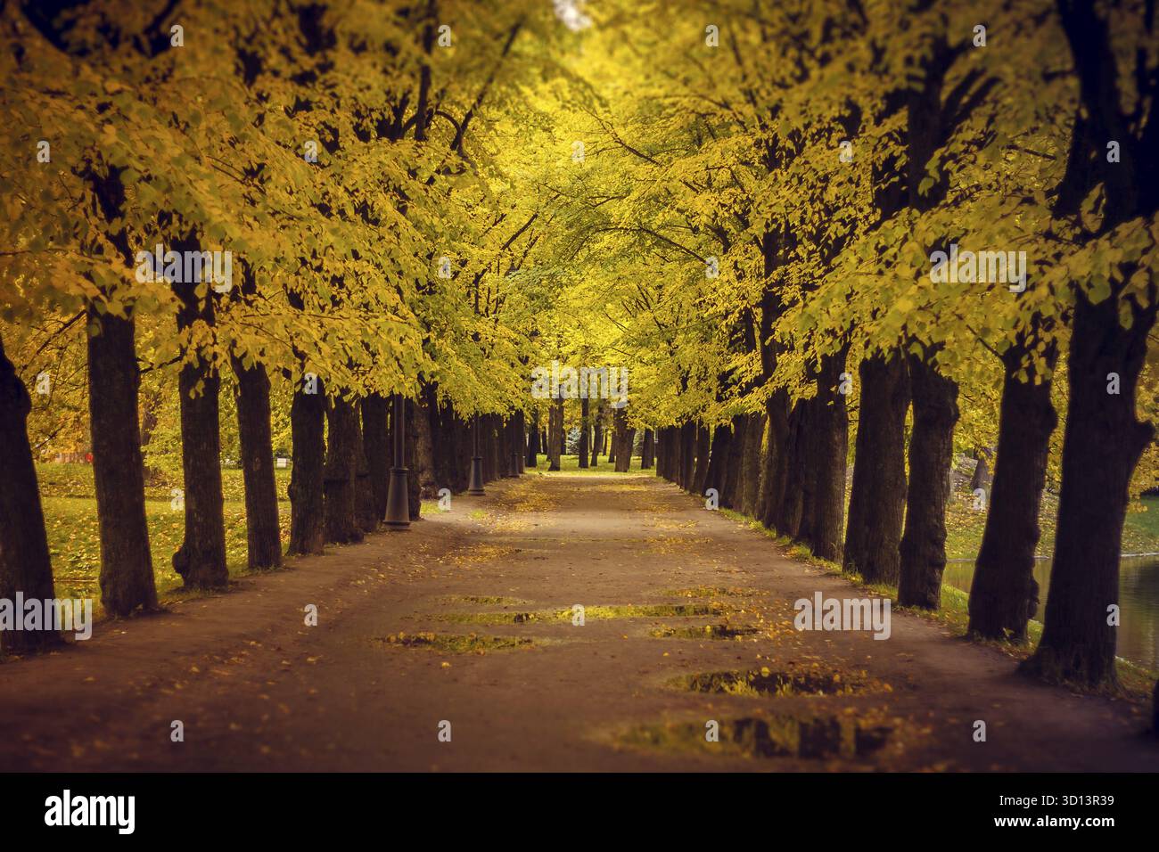 Parco autunnale con clima nuvoloso. condizioni meteorologiche imperfette. autunno. immagine triste. tristemente triste Foto Stock