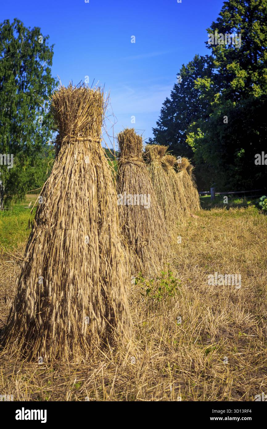 Haystacks sul campo come ai vecchi tempi. Raccolta di erba secca. Alimentazione del bestiame Foto Stock