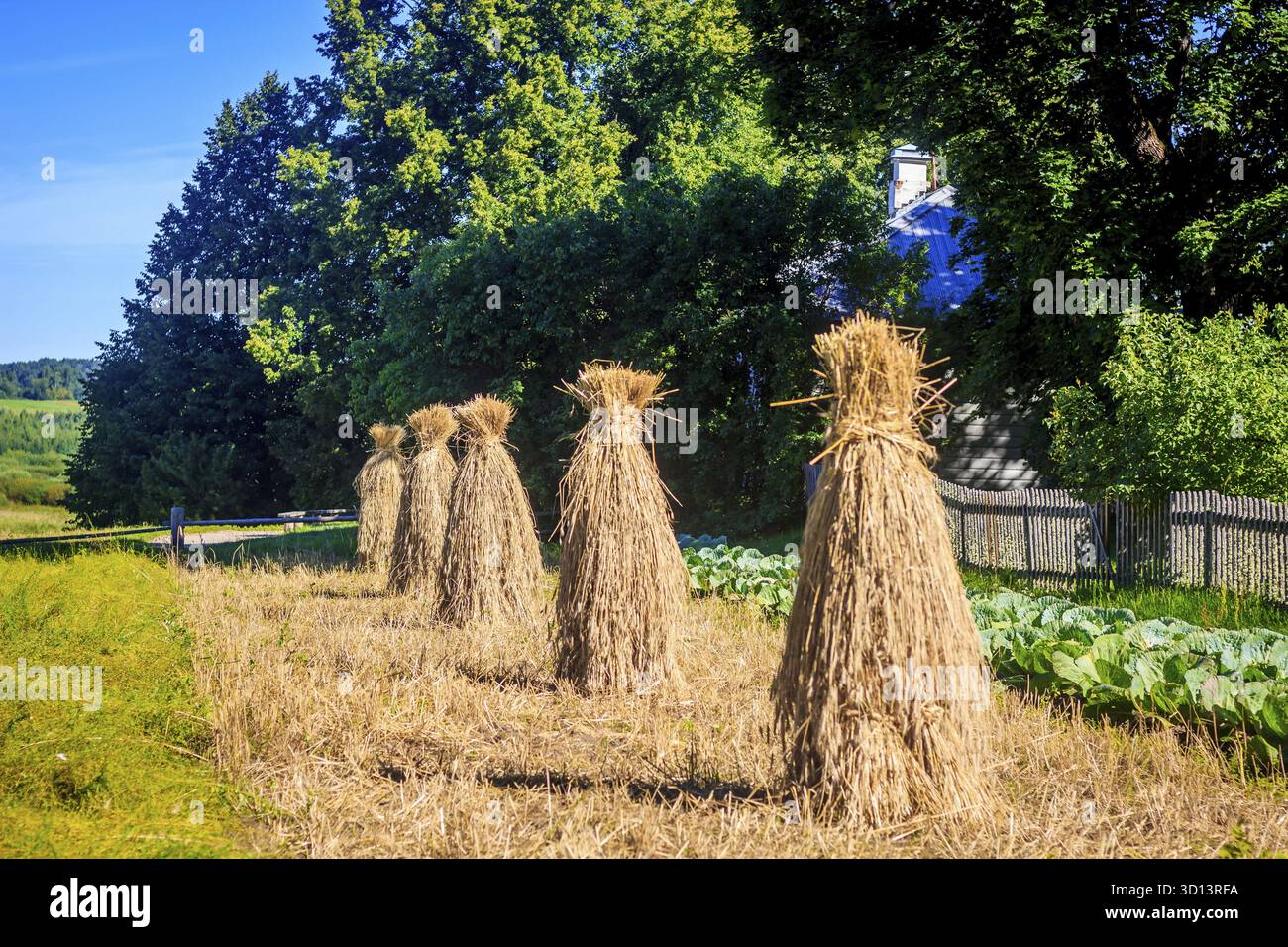 Haystacks sul campo come ai vecchi tempi. Raccolta di erba secca. Alimentazione del bestiame Foto Stock