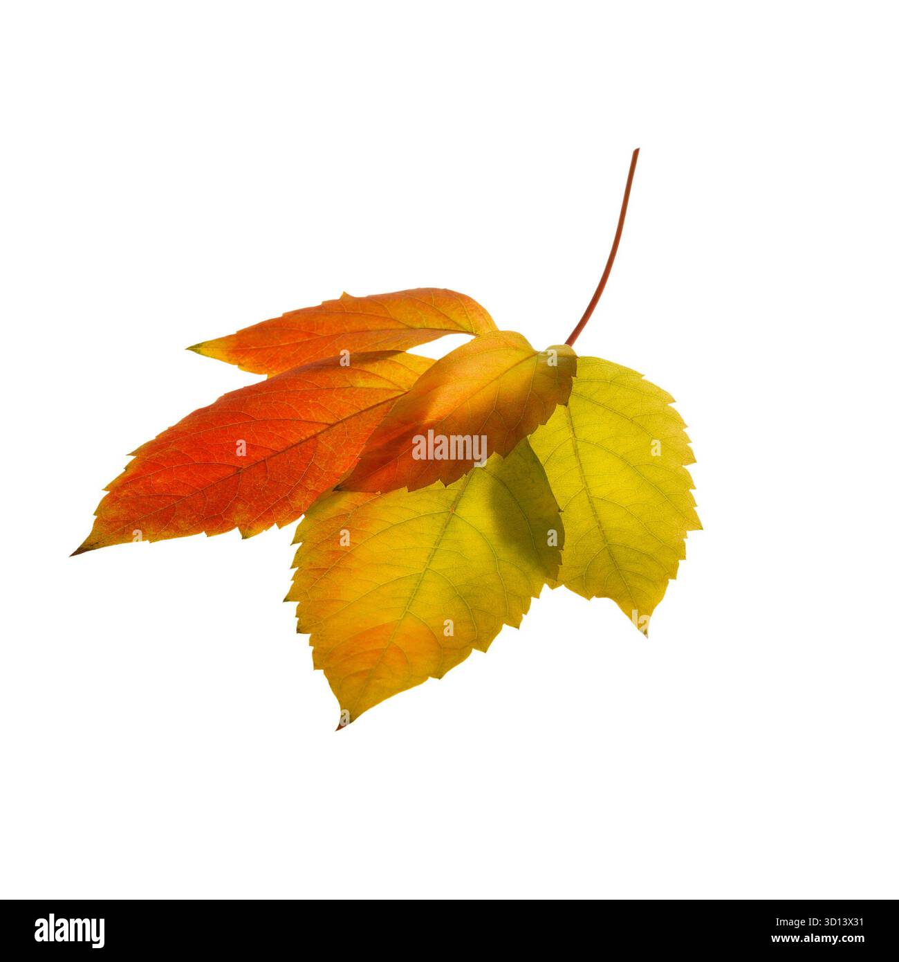 Brillante foglia autunnale multicolore del superriduttore della Virginia su sfondo bianco isolato Foto Stock