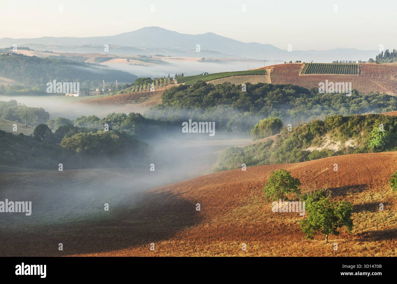 Splendido paesaggio toscano alla luce del mattino, Italia Foto Stock
