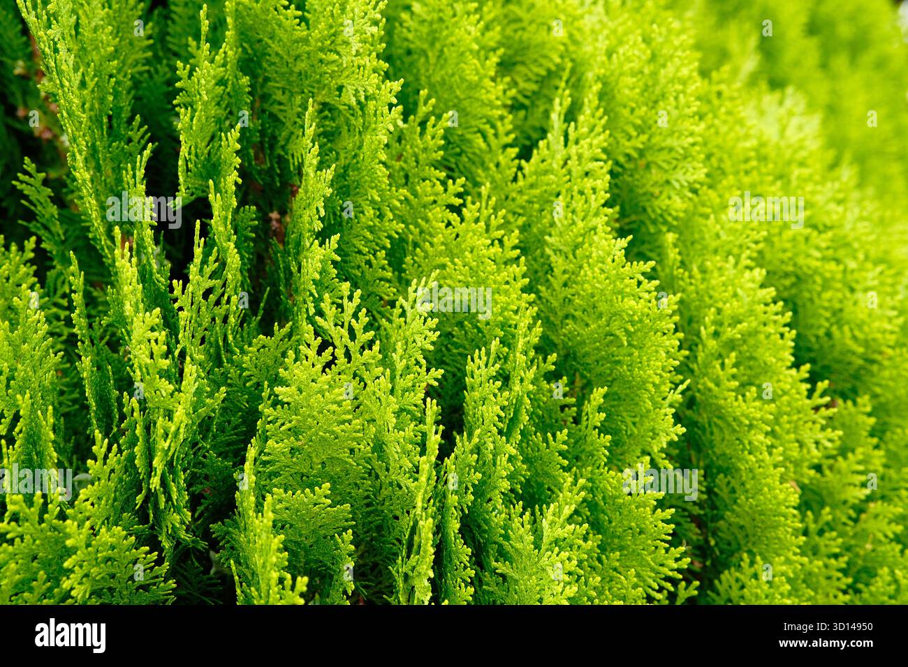 Splendida trama verde di foglie di thuja da vicino. Sfondo di rami di thuja. Splendido sfondo naturale. Foto Stock