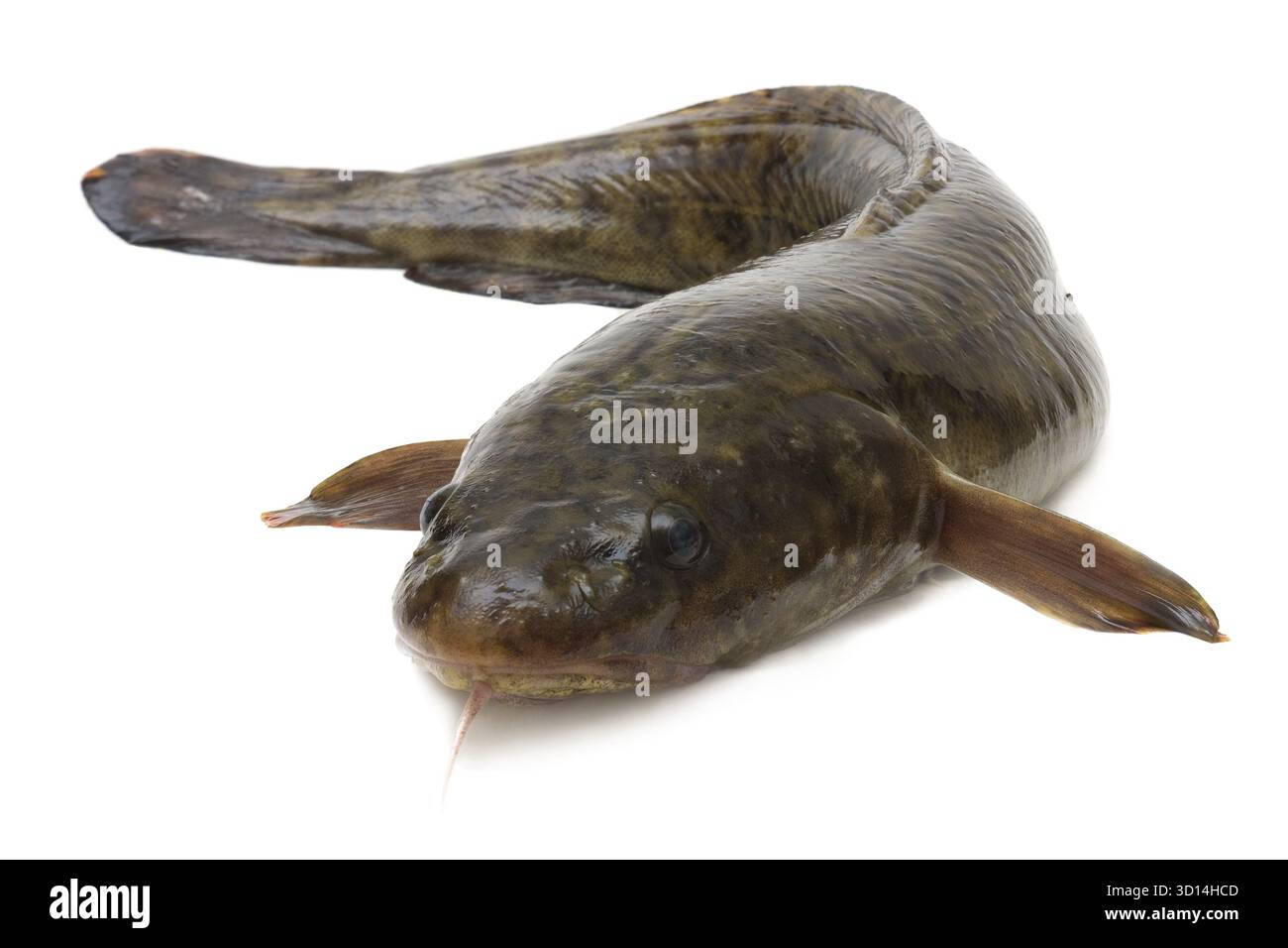 L'abitante dei fiumi d'acqua dolce, predatore notturno - burbot Foto Stock