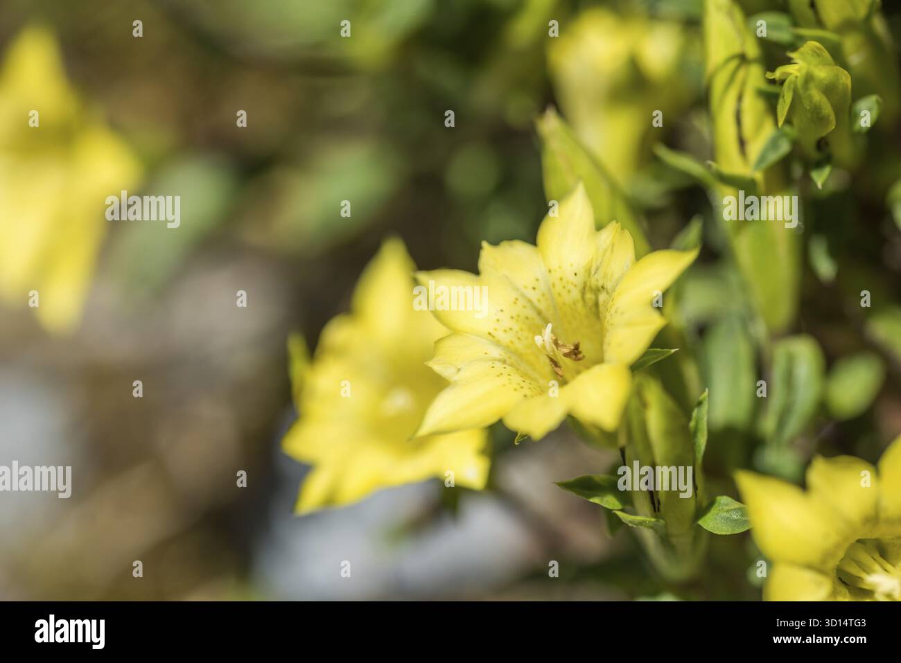 Specie autoctone di fiori gialli della Gentiana che vivono sul monte Hehuan di giorno Foto Stock