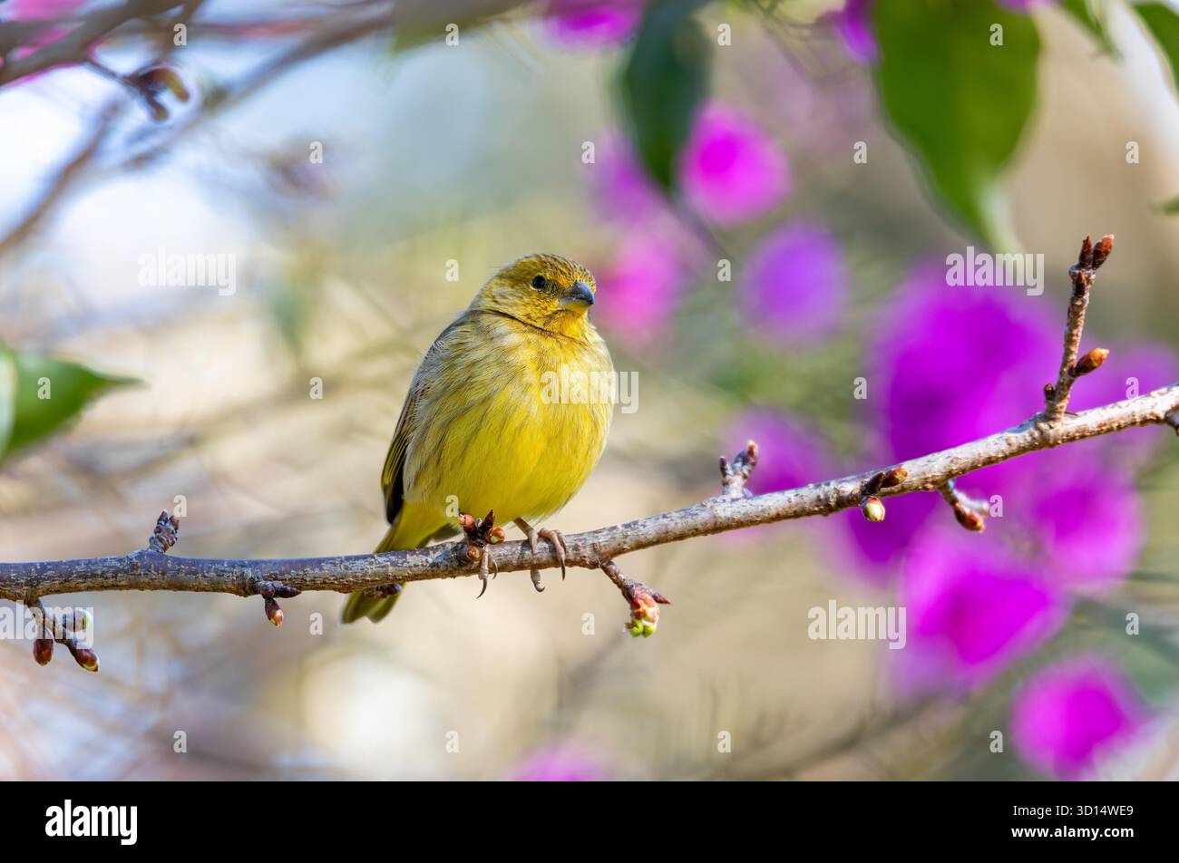 Zafferano finch (Sicalis flaveola), tanager proveniente dal Sud America, comune in aree aperte e semi-aperte al di fuori del bacino amazzonico. Itaiacoca, Ponta Grosa, Parana Brasile. Fauna selvatica brasiliana e birdwatching. Foto Stock