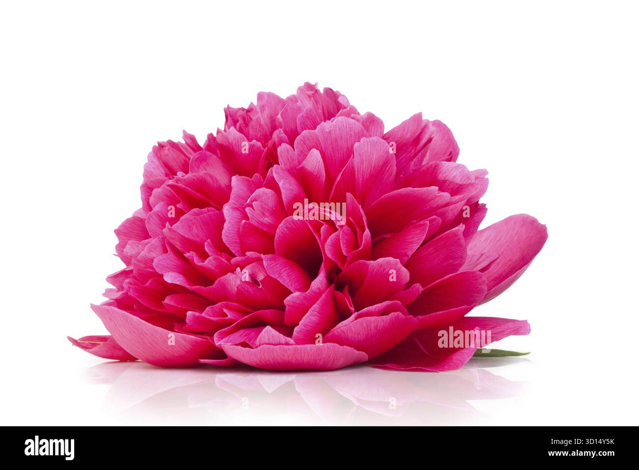 Rosa peonia fiore isolato su sfondo bianco Foto Stock