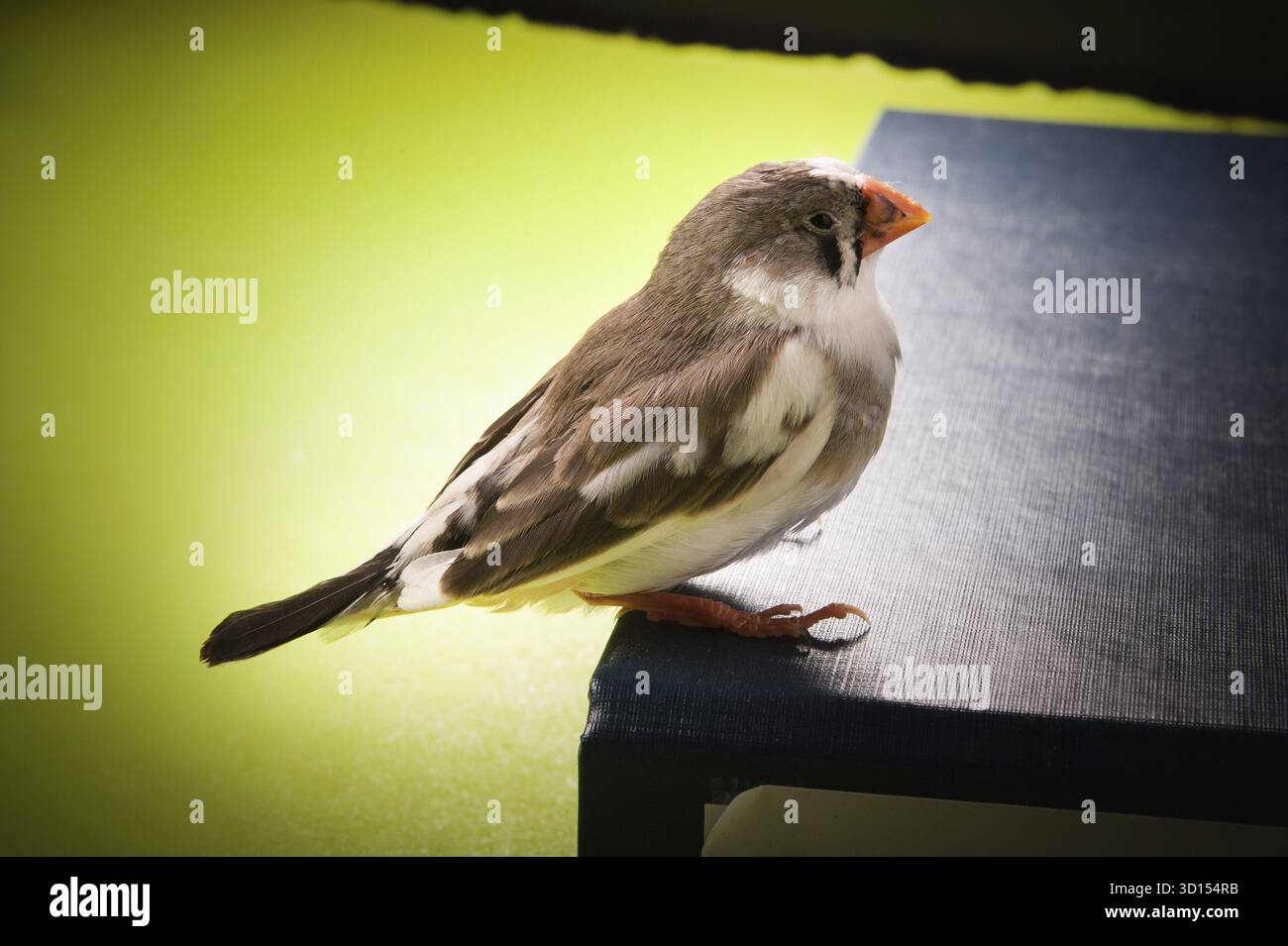 Zebra finch sulla cartella ufficio vicino all'alimentazione diffusa Foto Stock