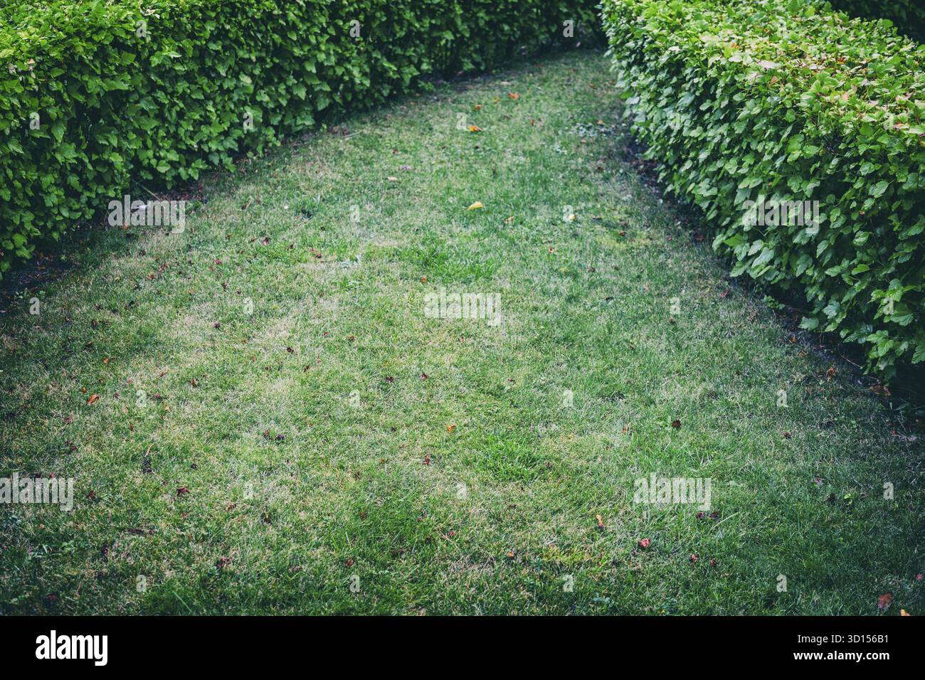 Prato rifinito con erba verde brillante Foto Stock