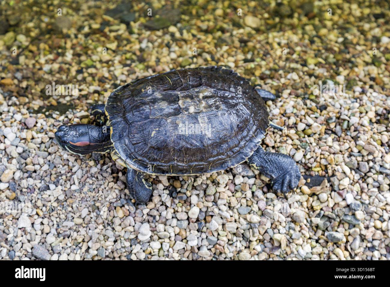 Tartarughe d'acqua di medie dimensioni sulla riva ciottolosa dello stagno Foto Stock