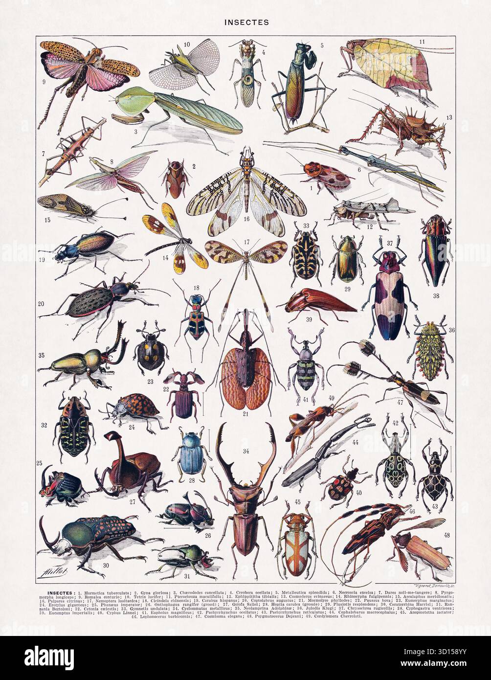 Illustrazione sull'entomologia (lo studio degli insetti) di Adolphe Philippe Millot da un vecchio dizionario (lingua francese). Foto Stock