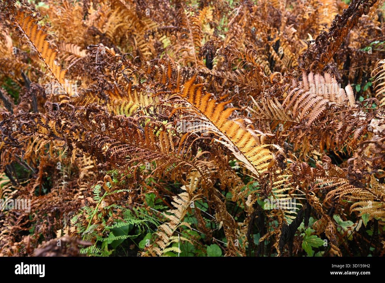 Fogliame autunnale marrone e russet di felce scudiero di rame, Dryopteris erythrosora che cresce nel giardino del Regno Unito settembre Foto Stock