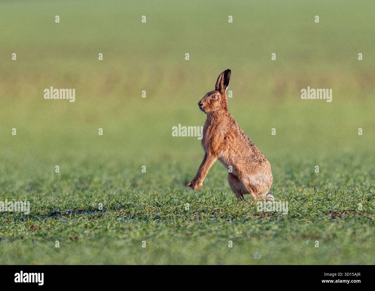 Un grosso lepre bruno sano ( Lepus europaeus) in piedi, in piedi sulle zampe posteriori in cerca di pericolo . Suffolk, Regno Unito. Foto Stock
