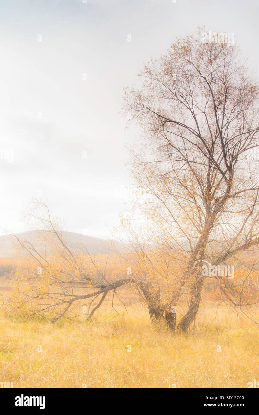 Un'atmosfera da sogno del paesaggio autunnale all'aperto che cattura una montagna e un bosco allegri e speranzosi della madre natura. Foto Stock