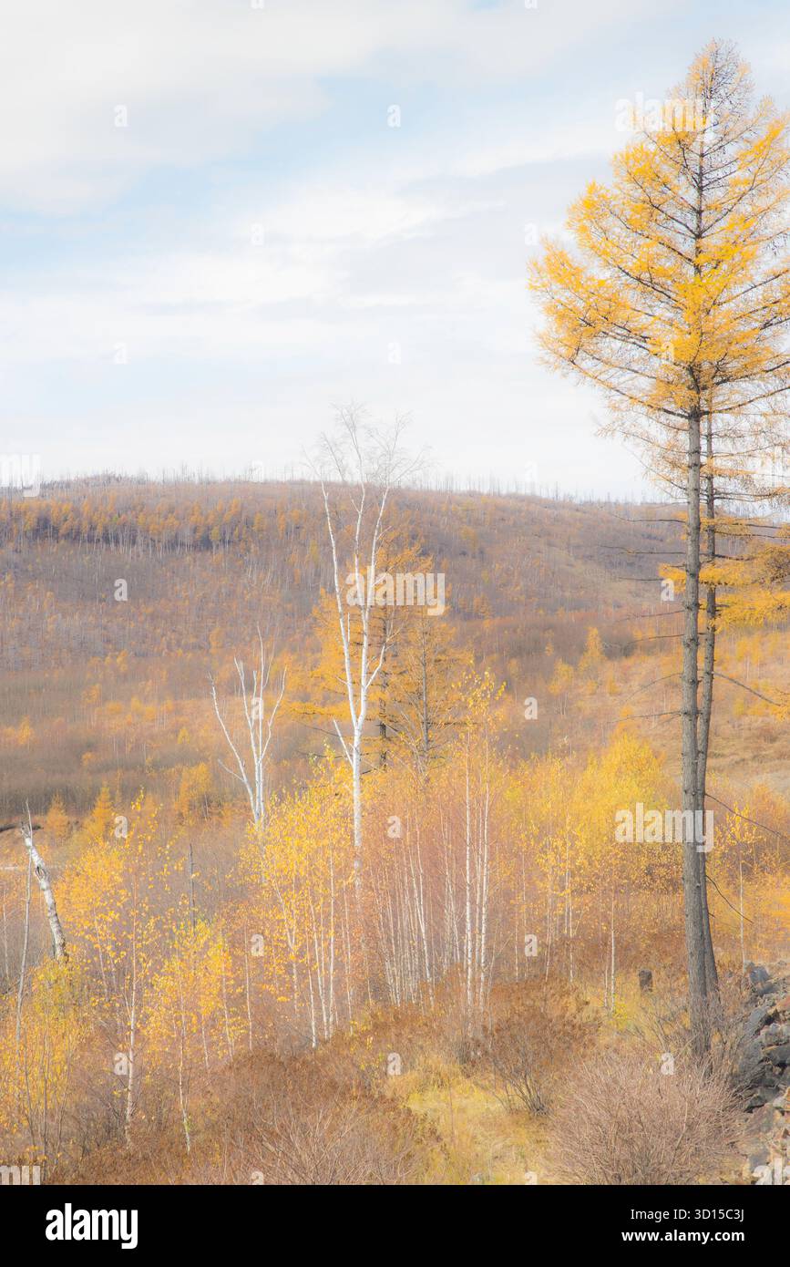 Un'atmosfera da sogno del paesaggio autunnale all'aperto che cattura una montagna e un bosco allegri e speranzosi della madre natura. Foto Stock