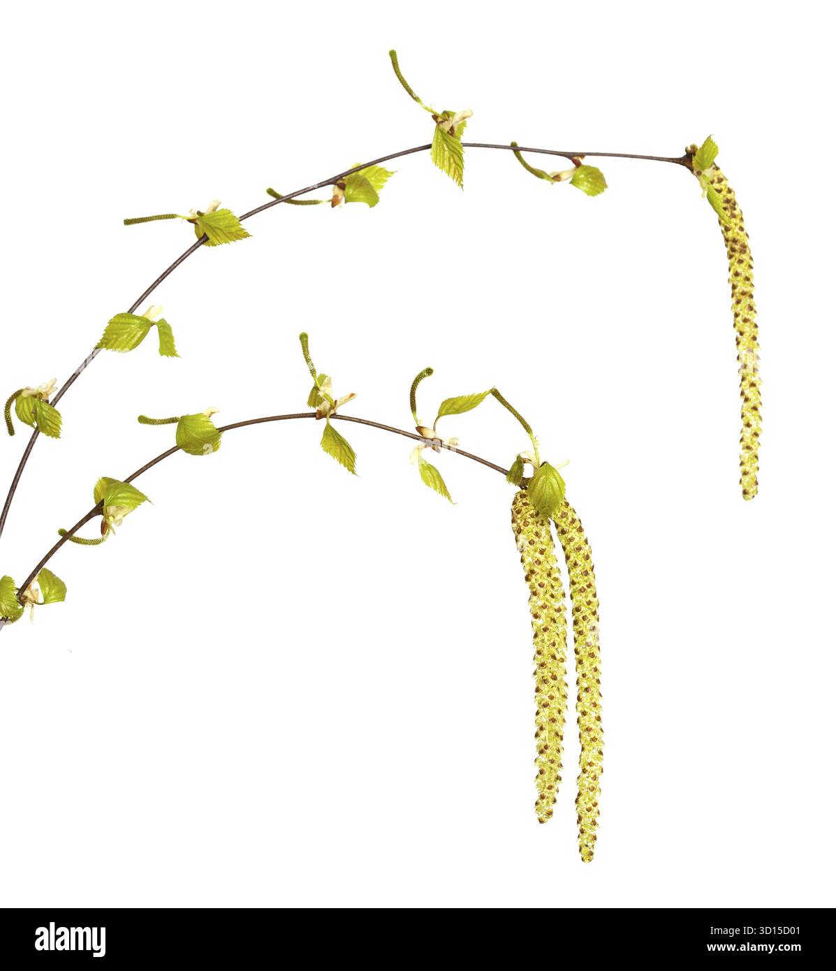 Betulla isolata su sfondo bianco Foto Stock