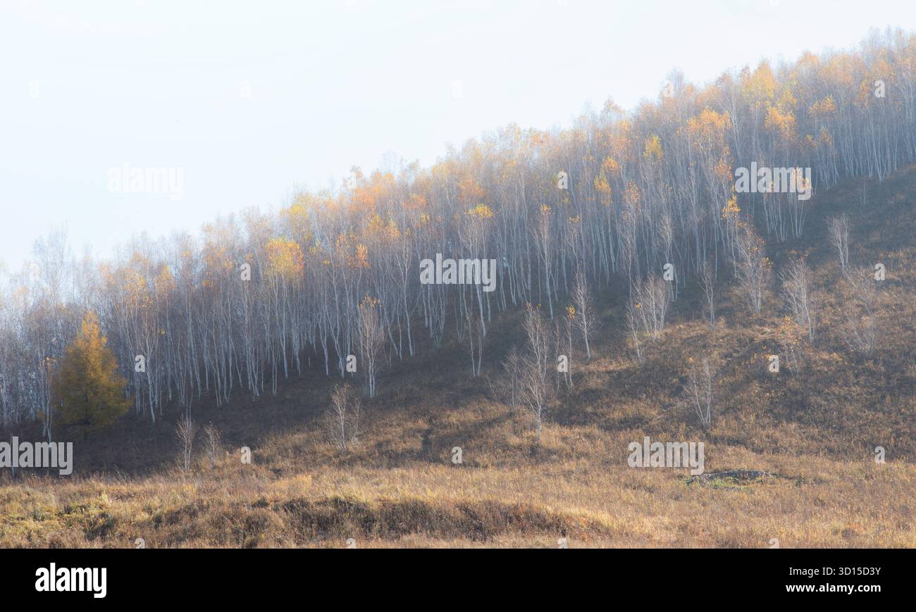 Un'atmosfera da sogno del paesaggio autunnale all'aperto che cattura una montagna e un bosco allegri e speranzosi della madre natura. Foto Stock