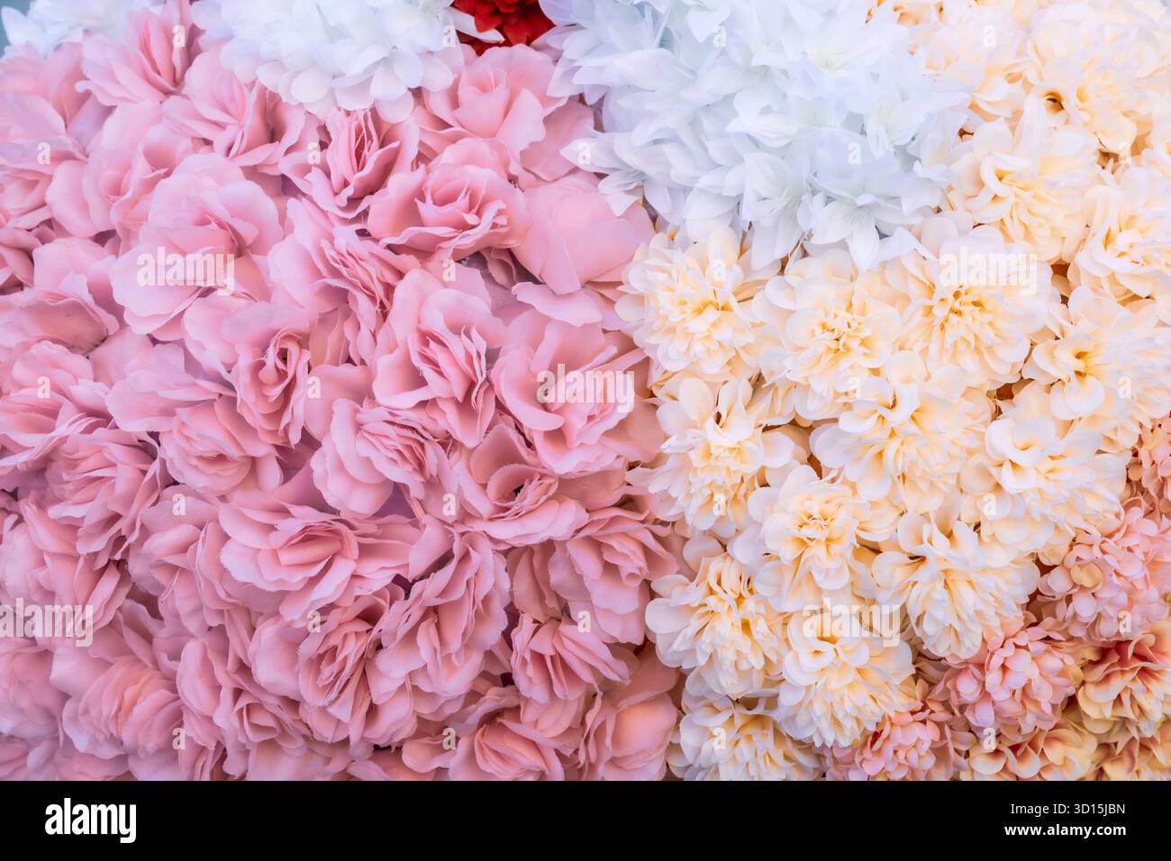 Garofani rosa, bianco e giallo disposti come un muro. Foto Stock