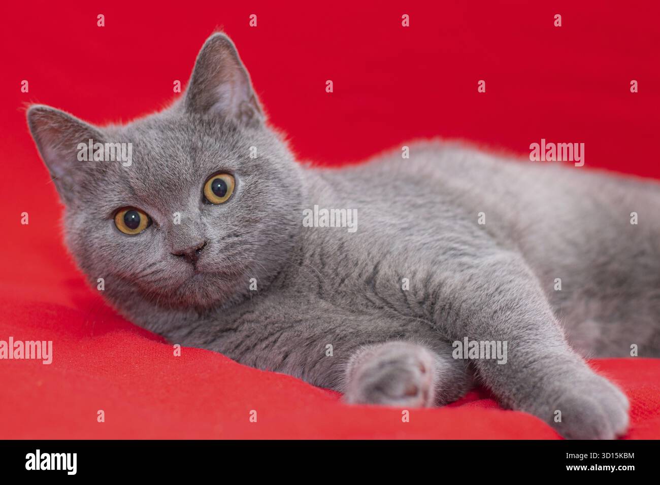 Grigio fumoso soffice gatto razza britannica guarda la fotocamera su uno sfondo rosso.. Il concetto di fotografia di studio per gli articoli e la pubblicità circa Foto Stock