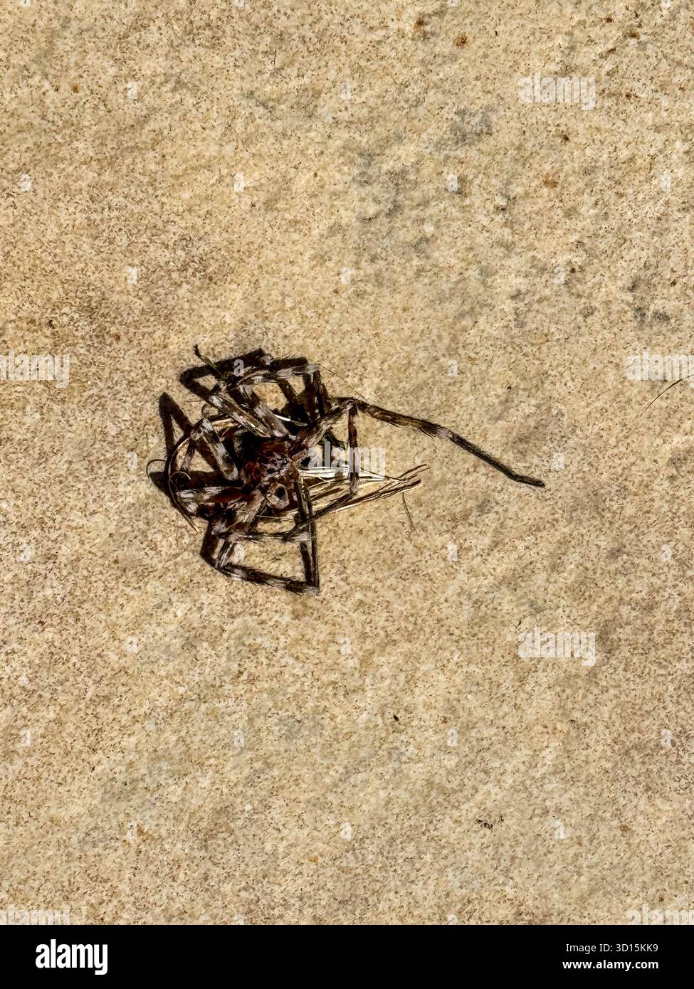 Vista ravvicinata di un grande ragno marrone morto scuro su una superficie sabbiosa. Il ragno ha gambe lunghe e un corpo compatto che ne esalta i dettagli complessi. Foto Stock