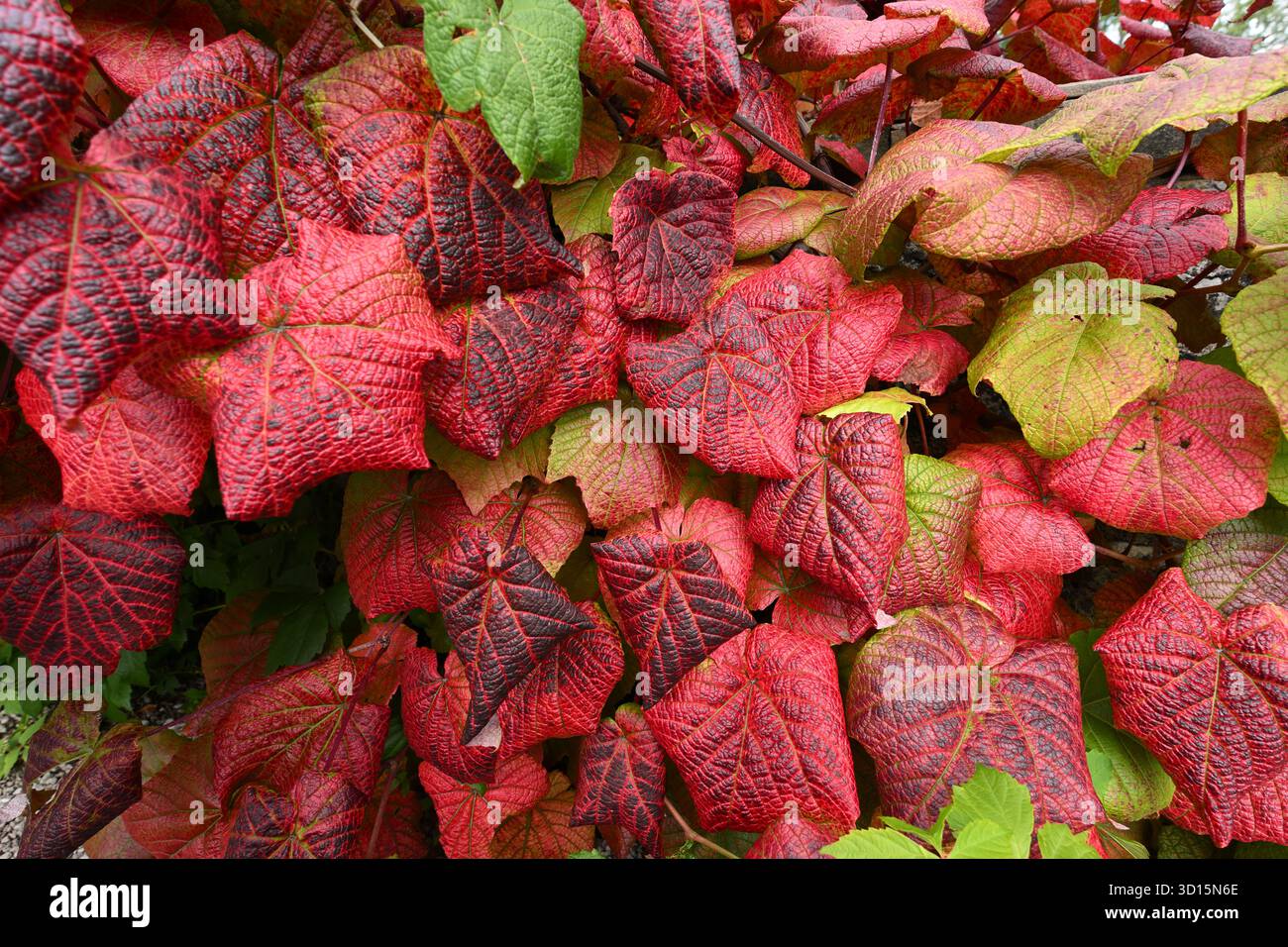 Foglie autunnali rosse brillanti di vite color cremisi, Vitis coignetiae UK Garden settembre Foto Stock