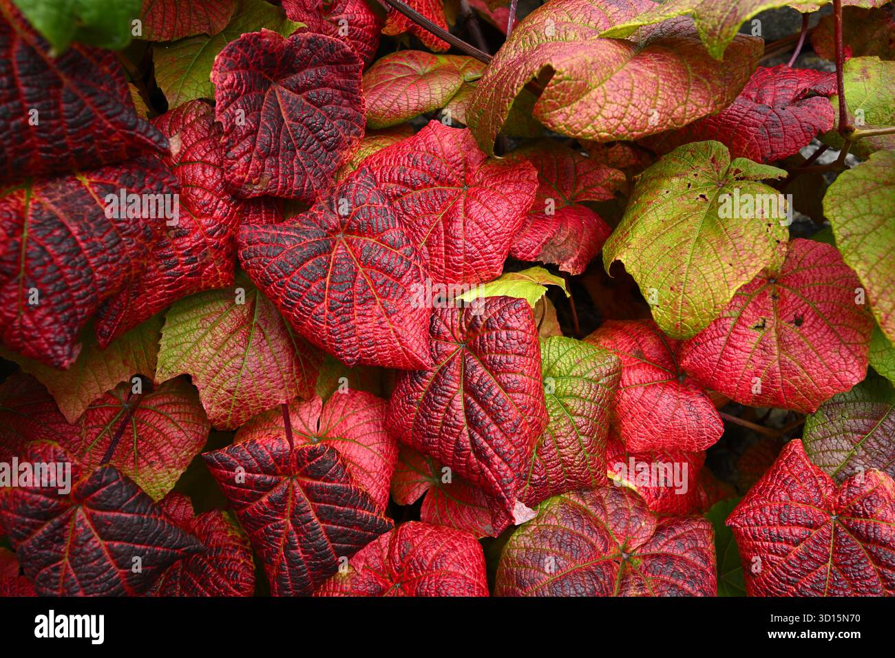 Foglie autunnali rosse brillanti di vite color cremisi, Vitis coignetiae UK Garden settembre Foto Stock