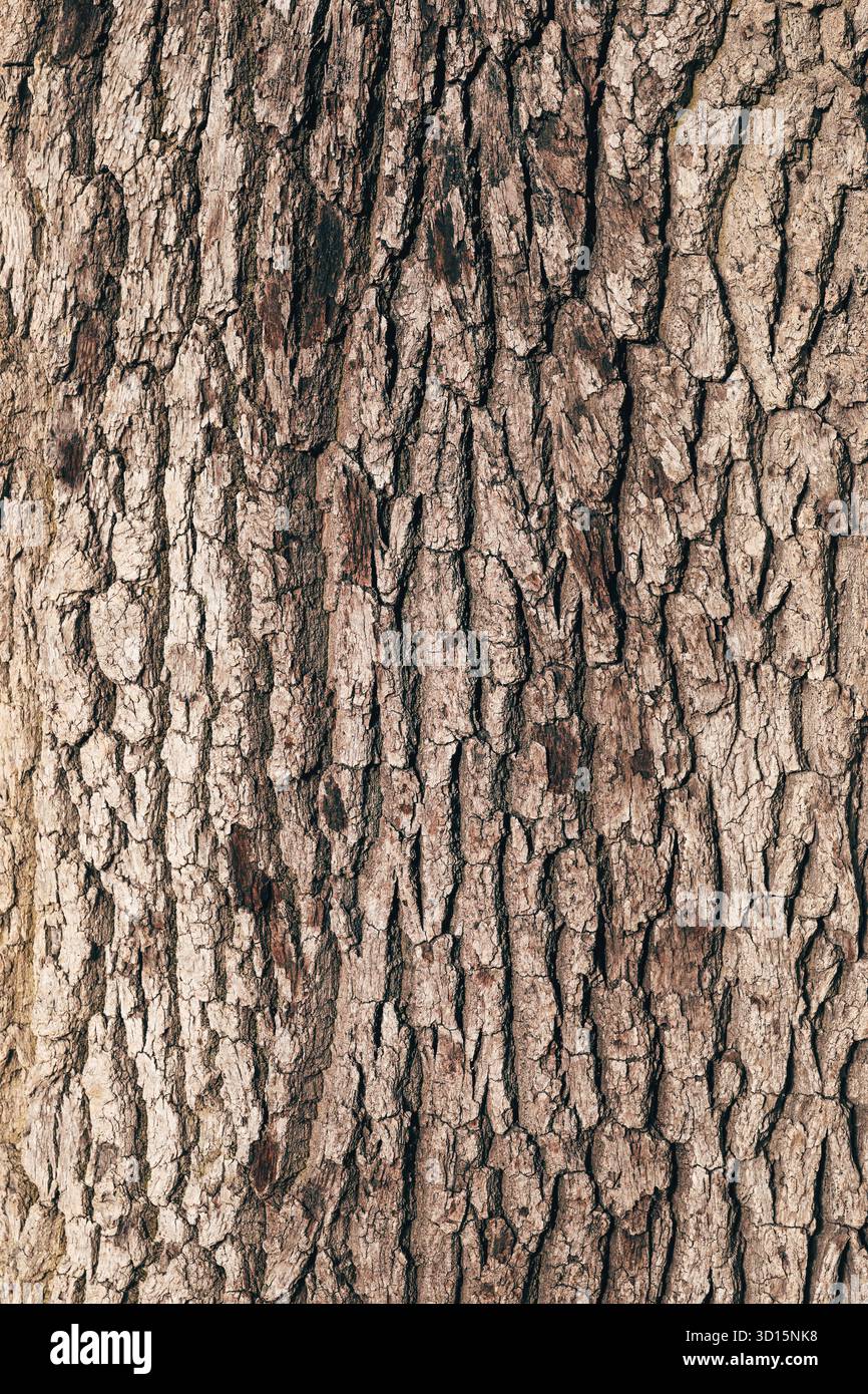 Primo piano della corteccia del tronco di quercia che mostra crepe naturali e dettagli superficiali ruvidi, fondo organico e struttura della superficie in legno invecchiato. Verticale Foto Stock