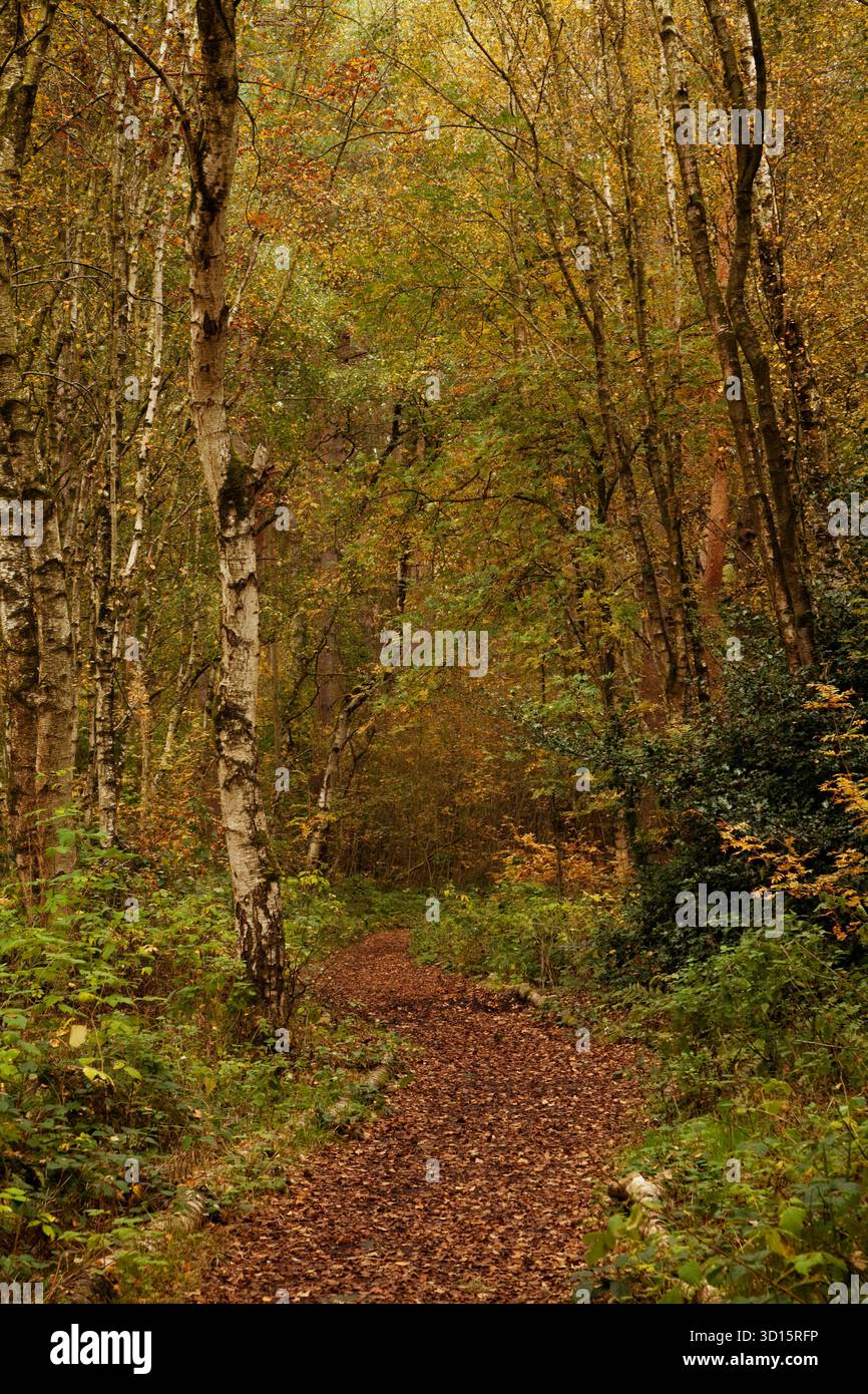 Percorso attraverso la riserva naturale di Cliburn Moss, vicino a Cliburn in Cumbria, Regno Unito Foto Stock