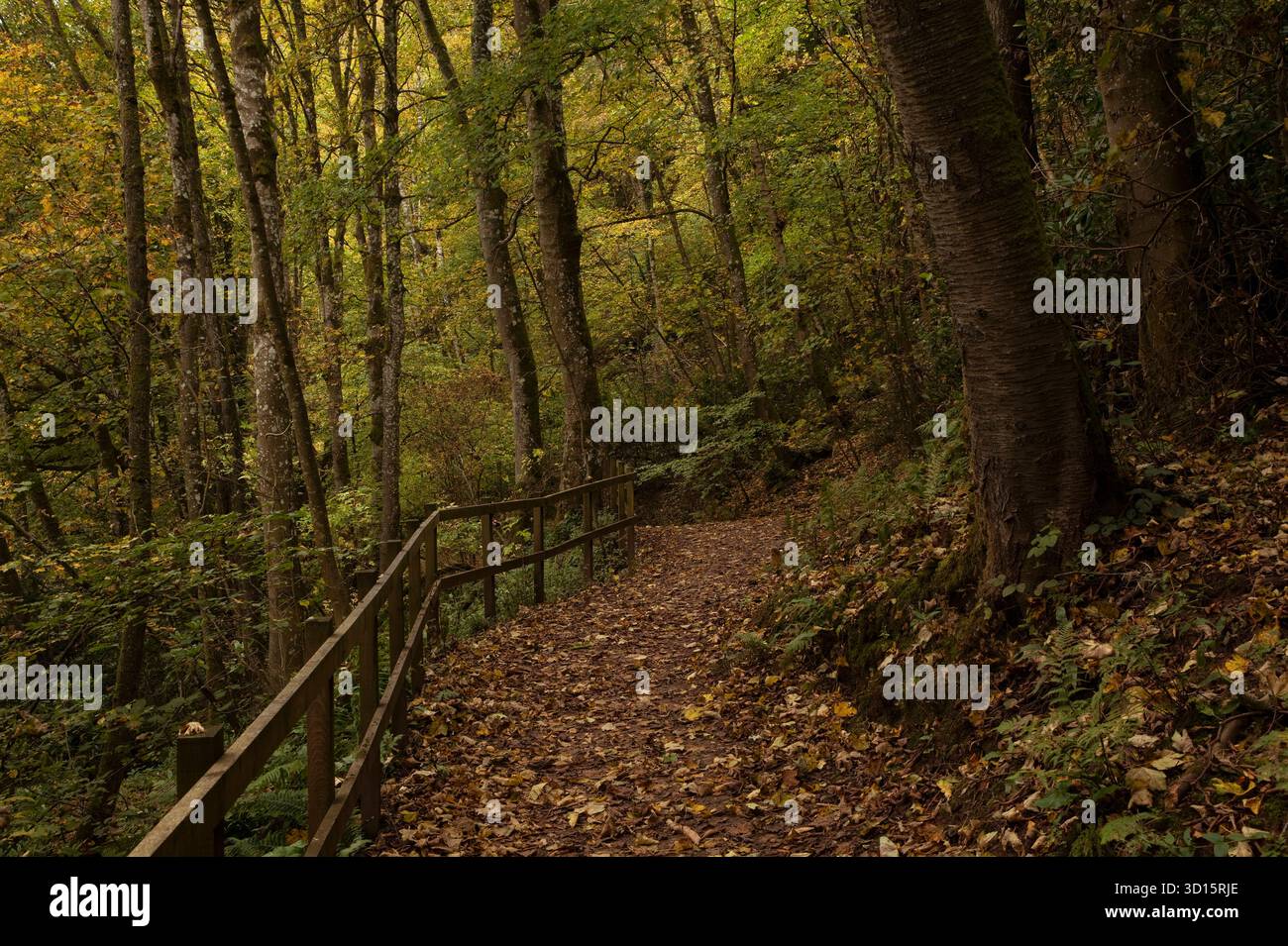 Sentiero attraverso i boschi vicino ad Askham sulle rive del fiume Lowther, nel Lake District inglese Foto Stock