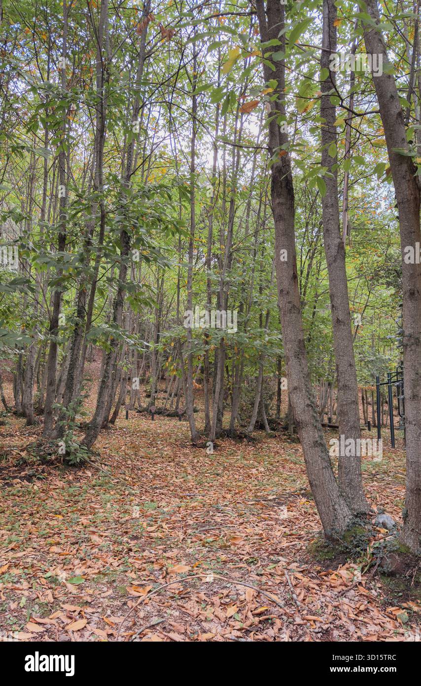 Tranquillo bosco di castagni in autunno con foglie secche che che ricoprono il terreno Foto Stock