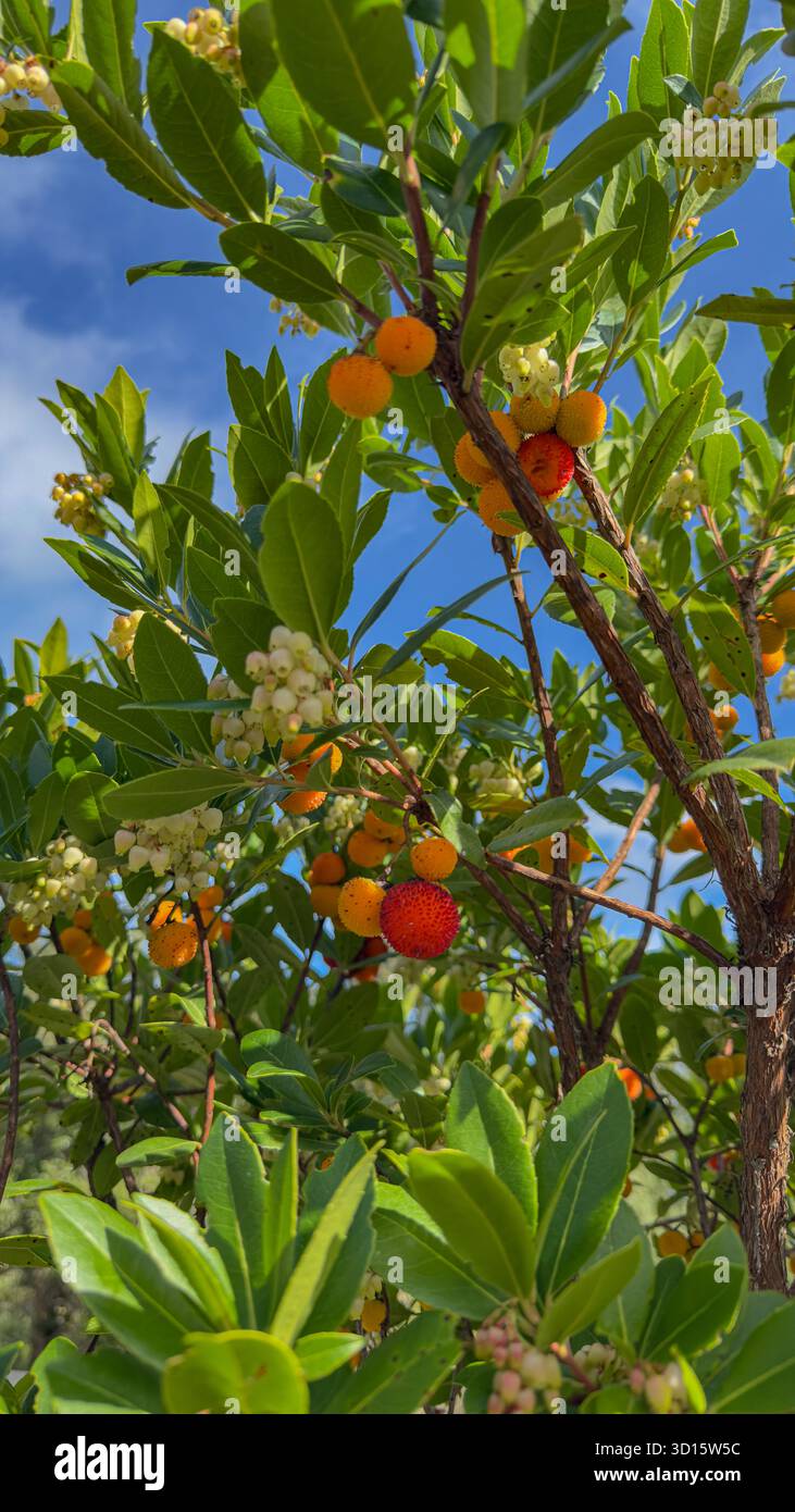 Albero luminoso di arbusto con bacche rosse e arancioni alla luce naturale del sole Foto Stock