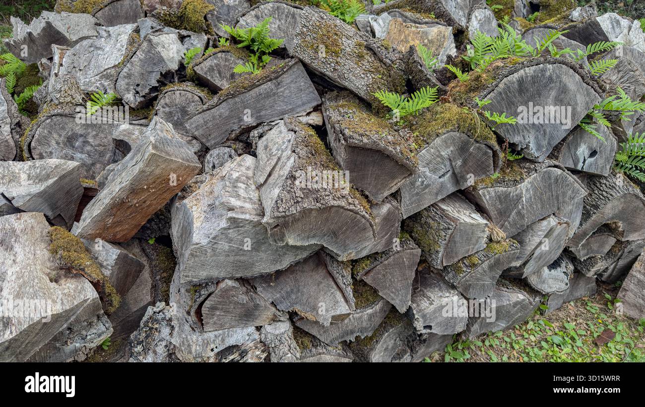 Muschio e felci che crescono su legna da ardere impilata Foto Stock