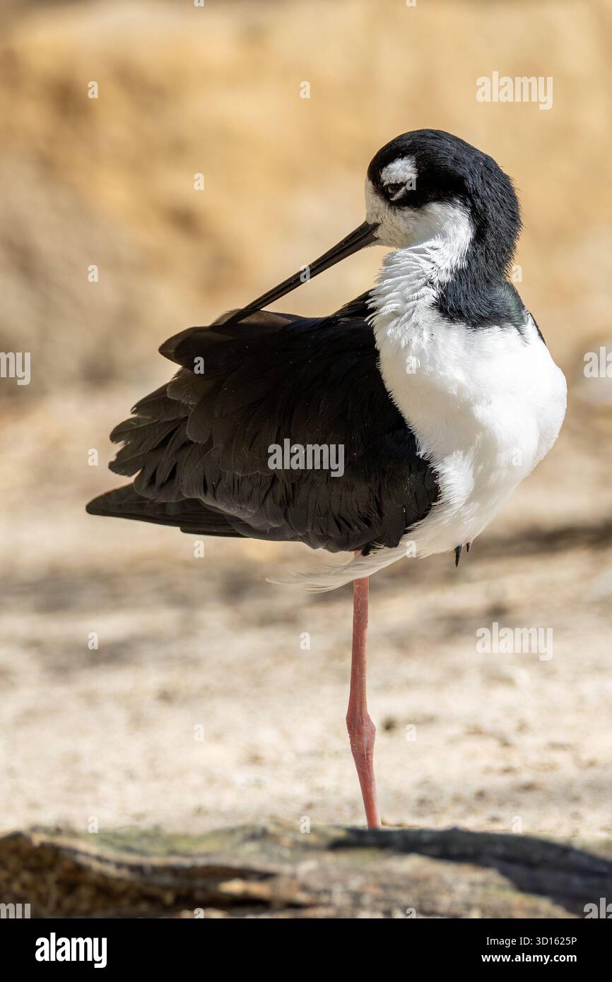 Questo elegante wader è facilmente riconoscibile dalle lunghe gambe rosa e dal sorprendente piumaggio bianco e nero. Utilizza la sua sottile banconota per forgiare per l'acqua Foto Stock