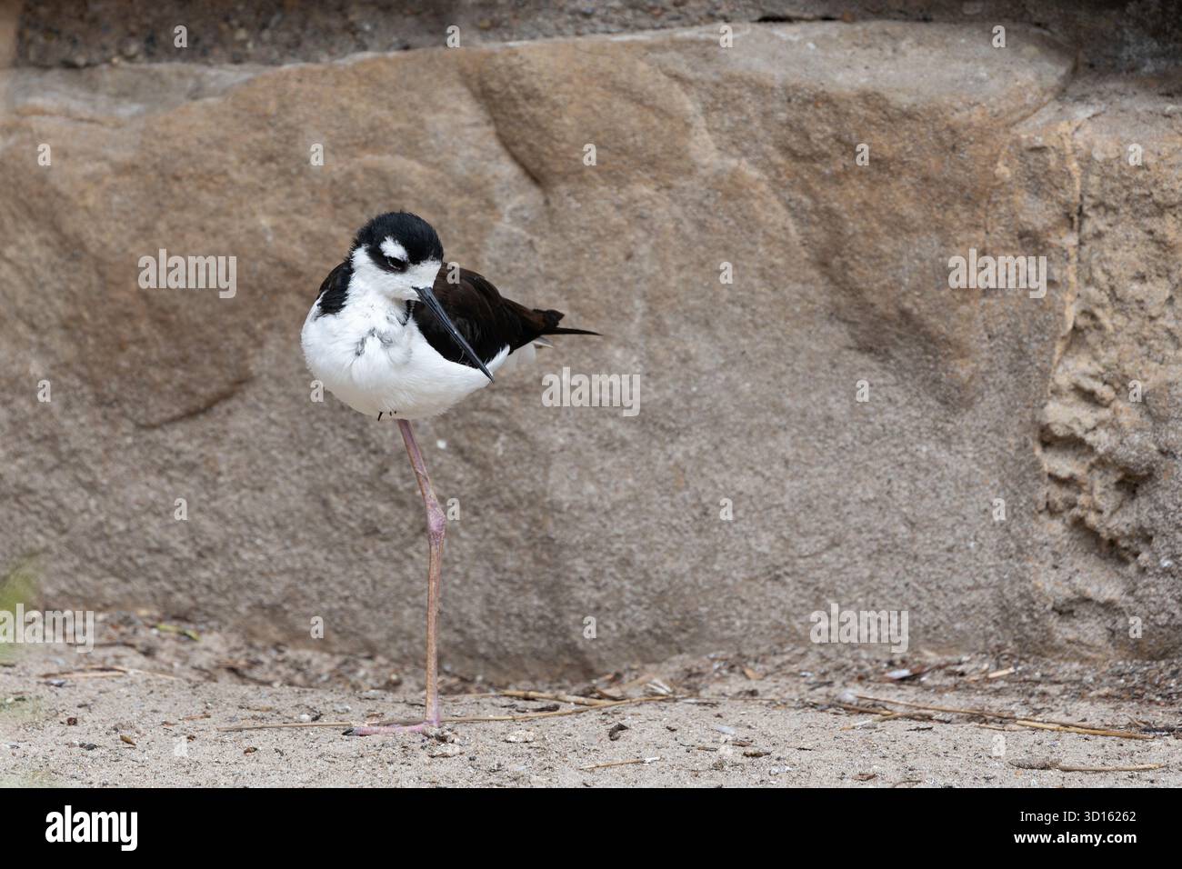 Questo elegante wader è facilmente riconoscibile dalle lunghe gambe rosa e dal sorprendente piumaggio bianco e nero. Utilizza la sua sottile banconota per forgiare per l'acqua Foto Stock