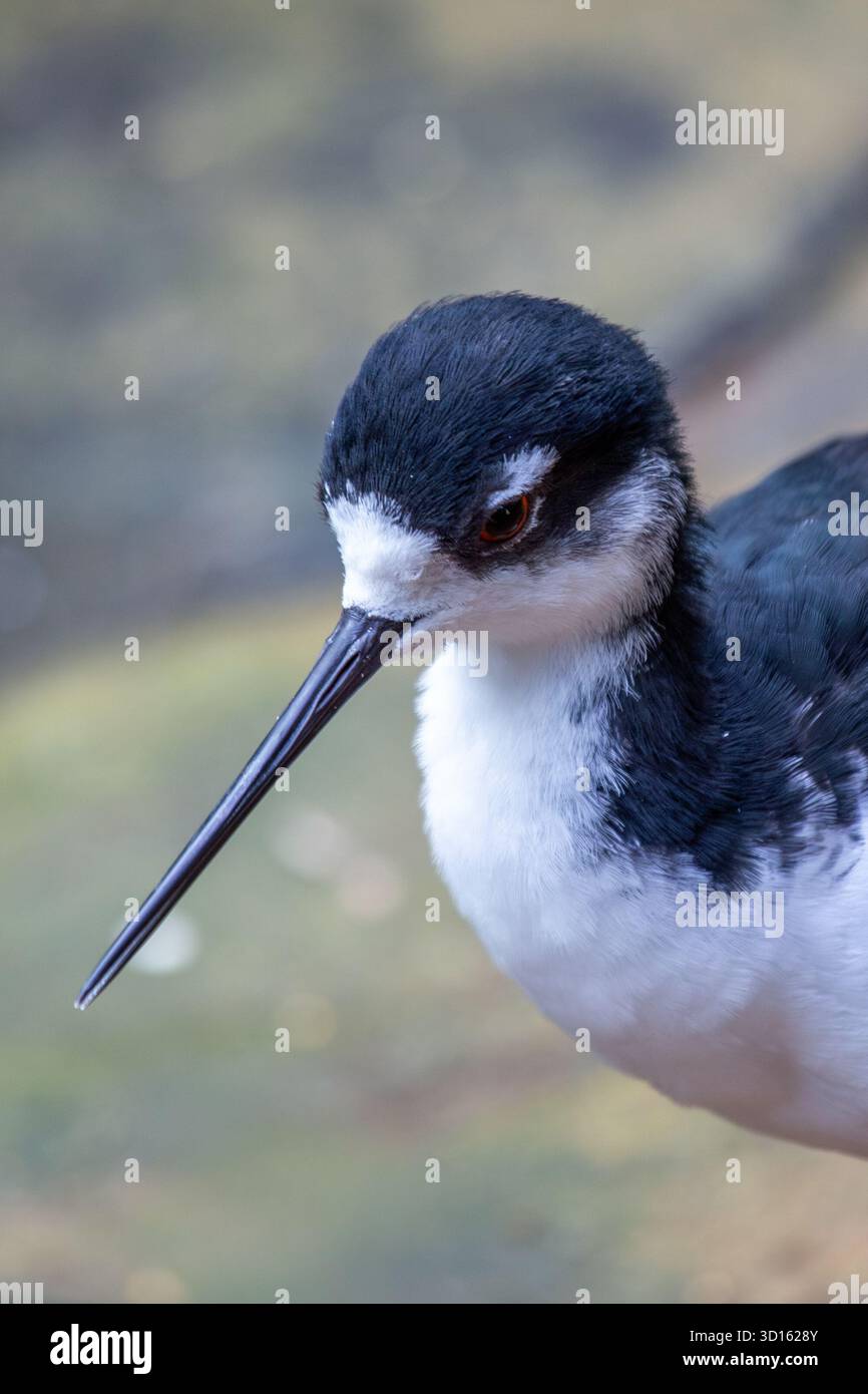 Questo elegante wader è facilmente riconoscibile dalle lunghe gambe rosa e dal sorprendente piumaggio bianco e nero. Utilizza la sua sottile banconota per forgiare per l'acqua Foto Stock