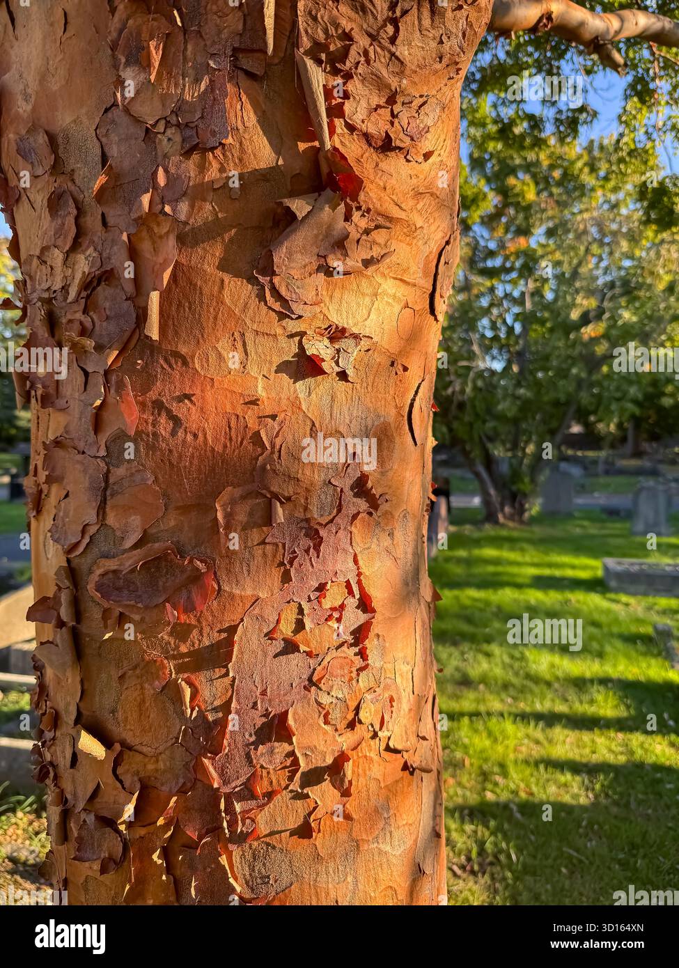 Hanwell Cemetery, Ealing, Londra Foto Stock