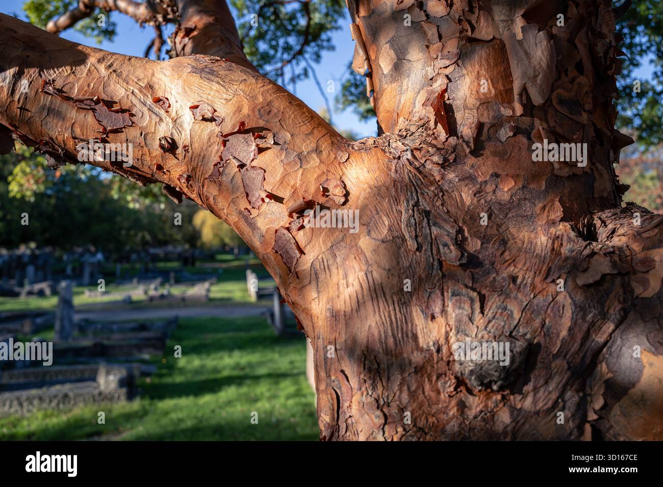 Hanwell Cemetery, Ealing, Londra Foto Stock