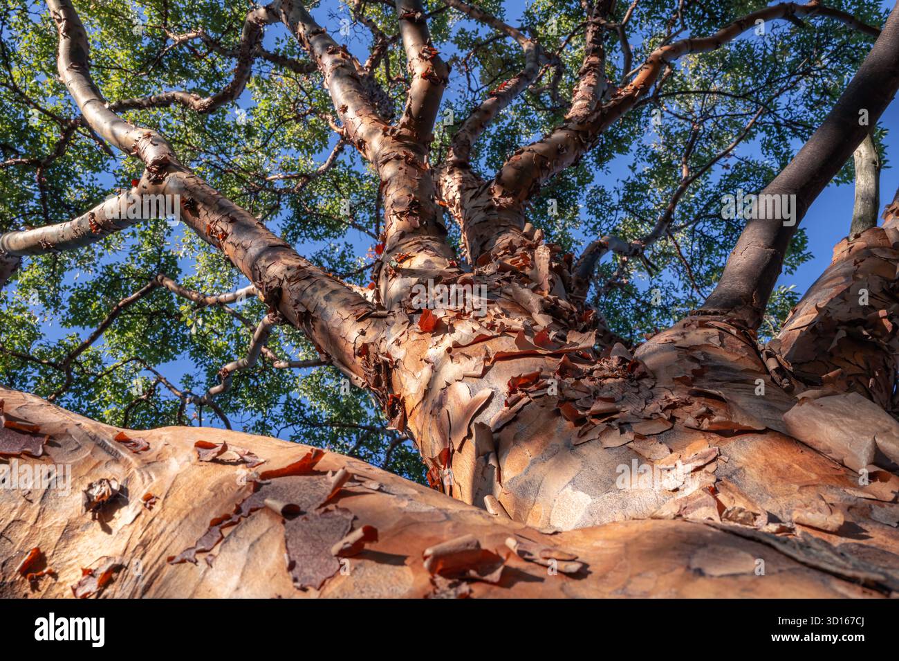 Hanwell Cemetery, Ealing, Londra Foto Stock