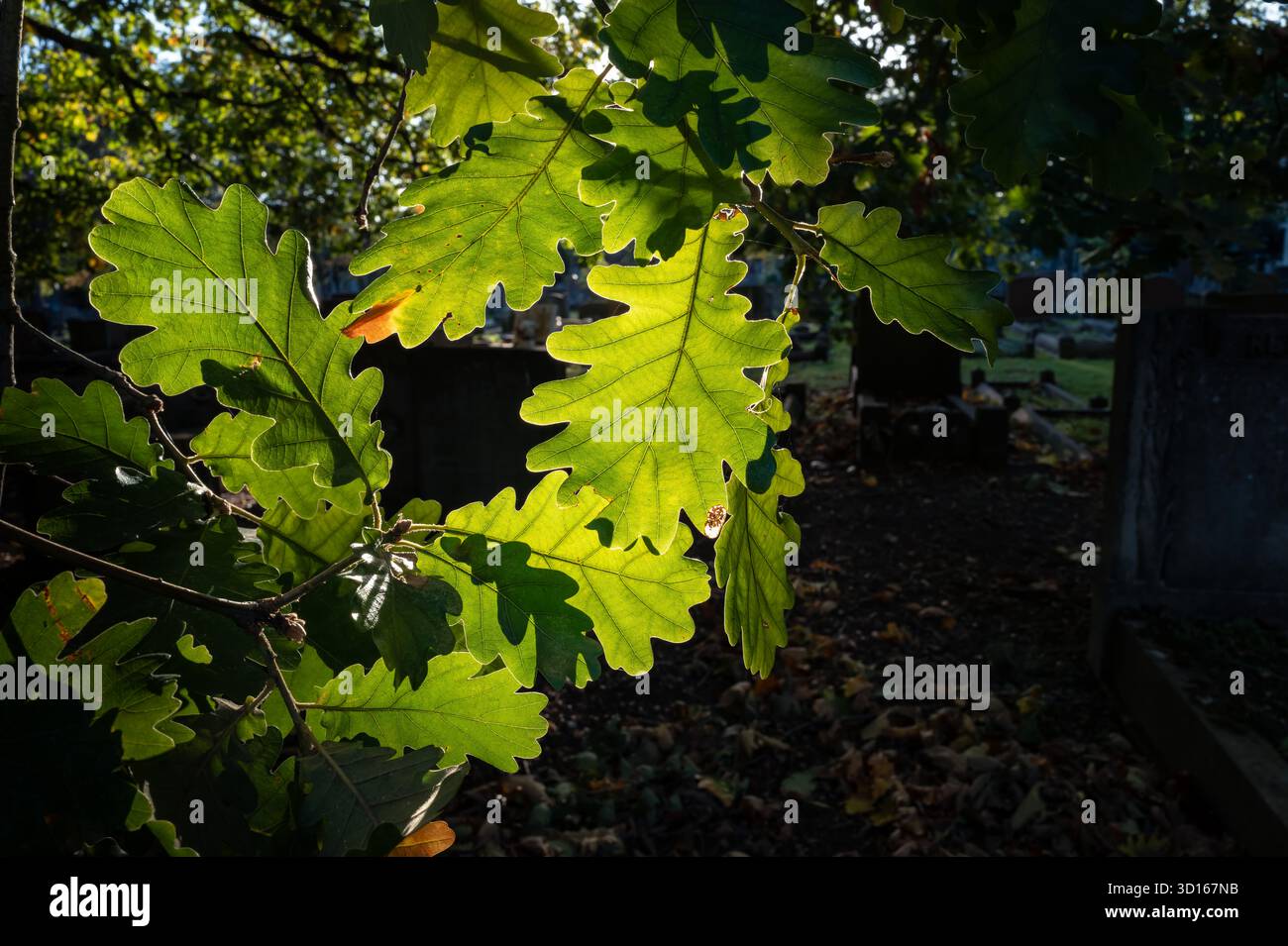 Hanwell Cemetery, Ealing, Londra Foto Stock