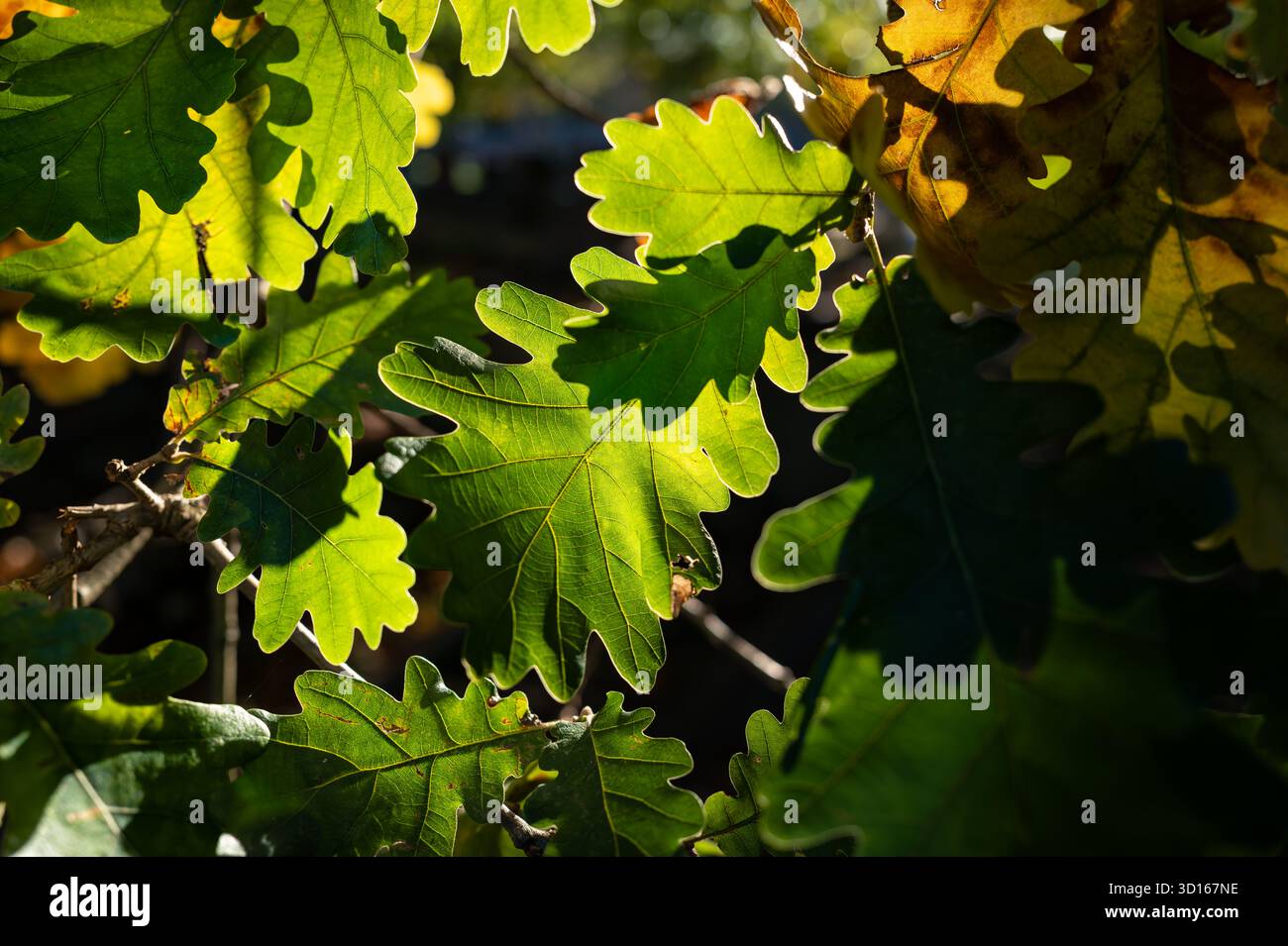 Hanwell Cemetery, Ealing, Londra Foto Stock