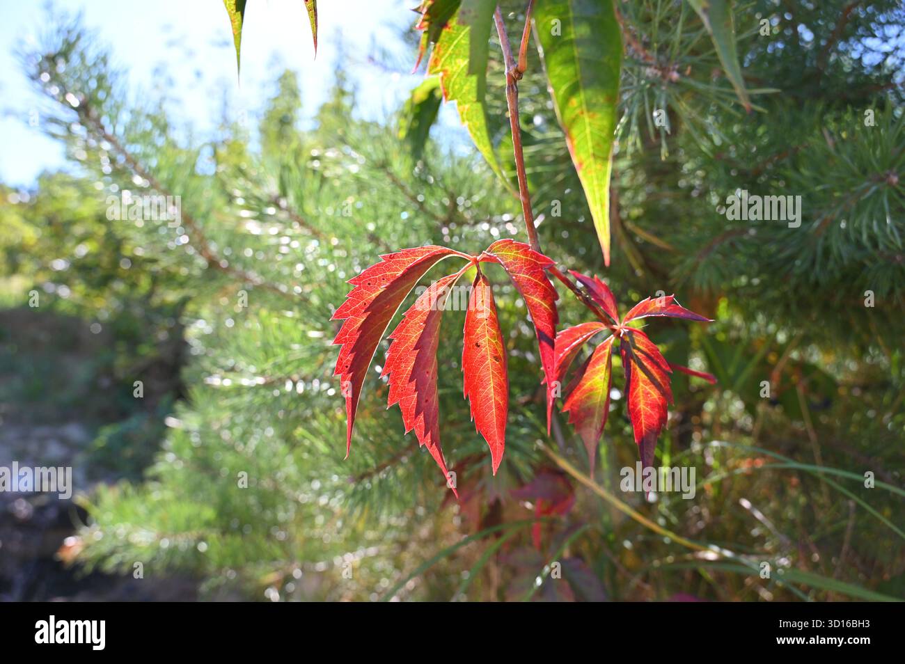 La foglia di uva rossa sullo sfondo verde è completamente traslucida nei raggi del sole Foto Stock