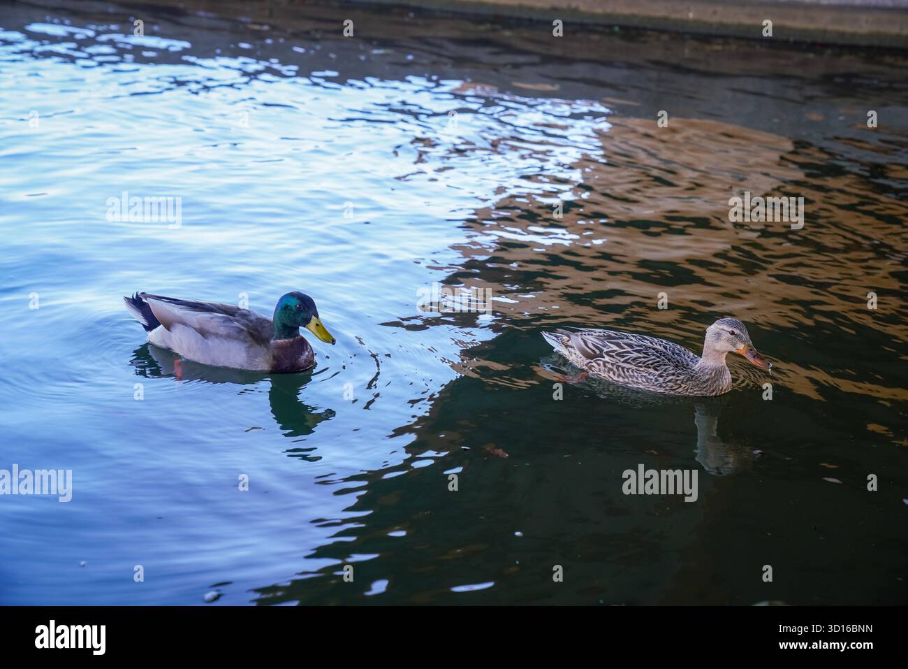 Un paio di anatre domestiche galleggiano vicino al bordo ombreggiato del Bricktown Canal a Oklahoma City, Oklahoma, circondato da acque scintillanti Foto Stock