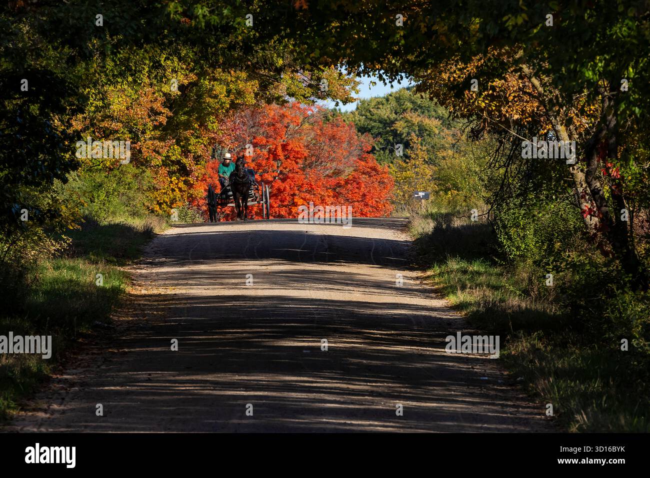 Carrozza Amish trainata da cavalli su strada di campagna attraverso il paese Amish nella contea di Mecosta, Michigan, Stati Uniti [Nessuna versione; solo licenza editoriale] Foto Stock