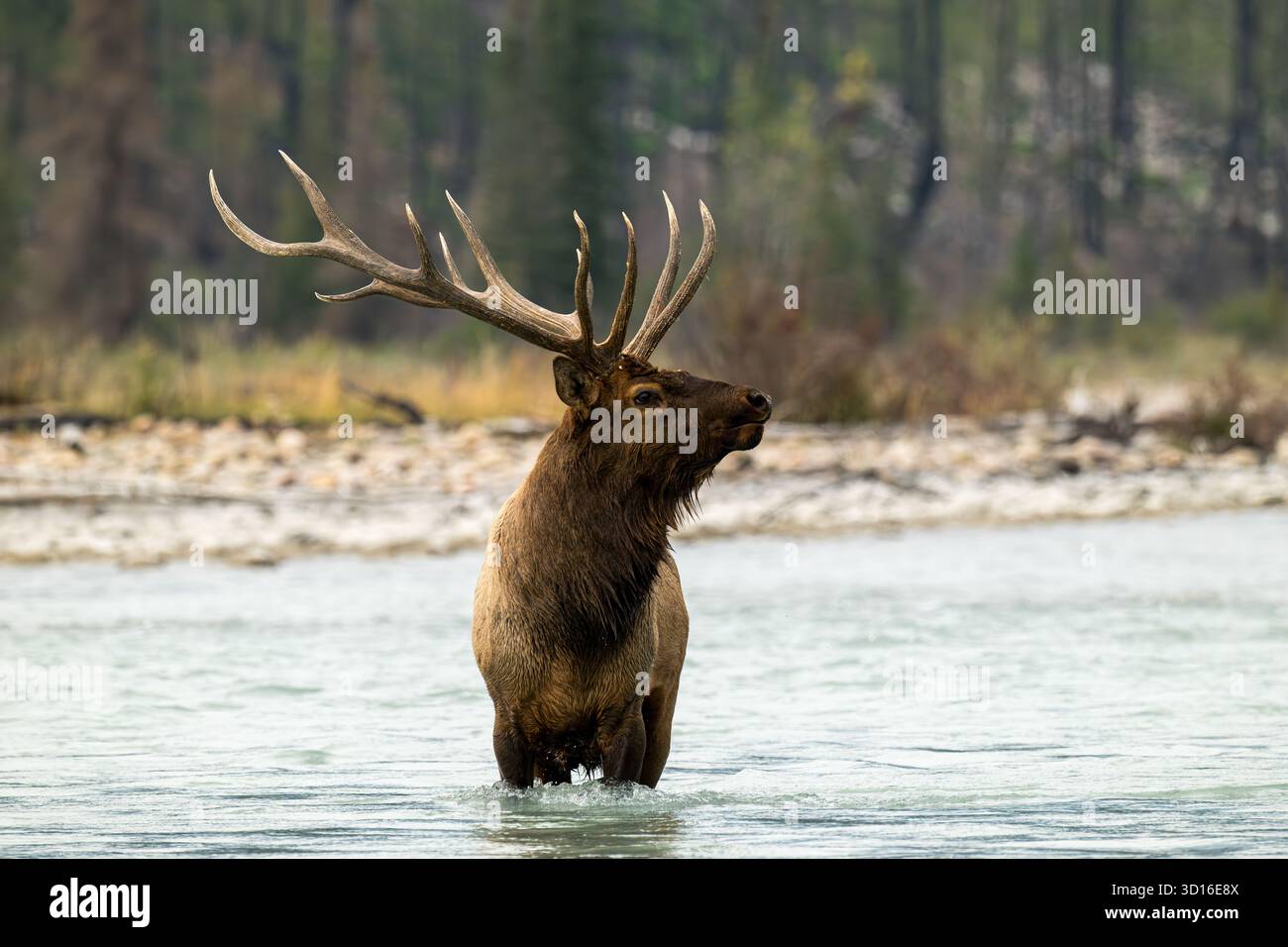 Un enorme alce toro Cervus canadensis che attraversa un fiume per tornare con la sua mandria di alci mucca durante la stagione autunnale Foto Stock