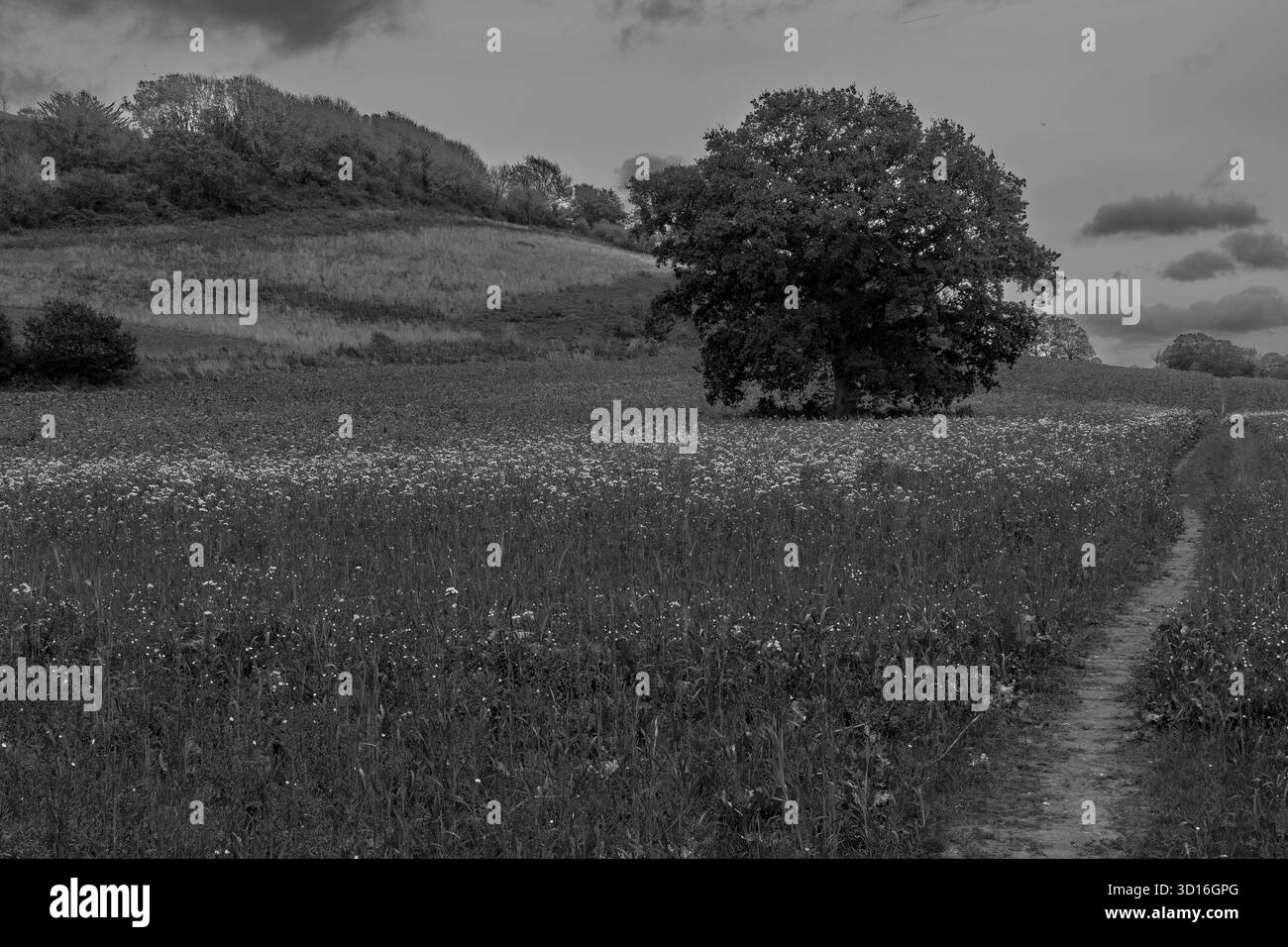 Campagna del Dorset, percorso attraverso un campo di grano, in un pomeriggio d'autunno. Immagine in bianco e nero. Foto Stock