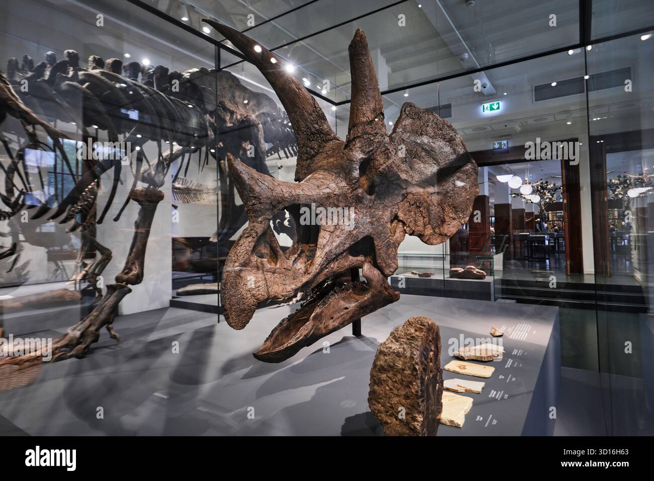 Oslo, Norvegia - 6 settembre 2025: Il Triceratops "Roar", l'unico vero cranio di dinosauro esposto al Museo di storia naturale di Oslo Foto Stock